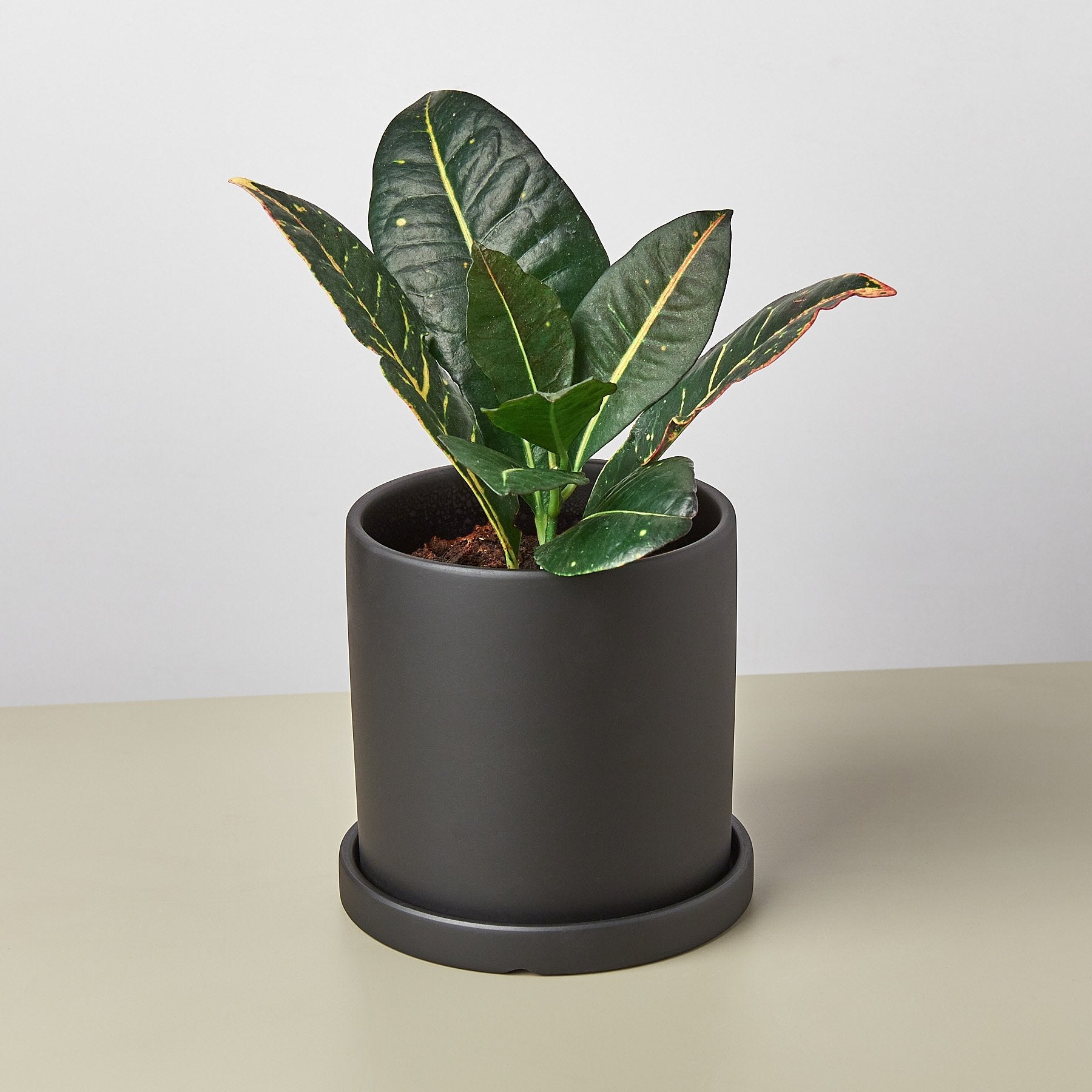 cylinder planter with saucer Matte Finish Cylinder Planter with Saucer