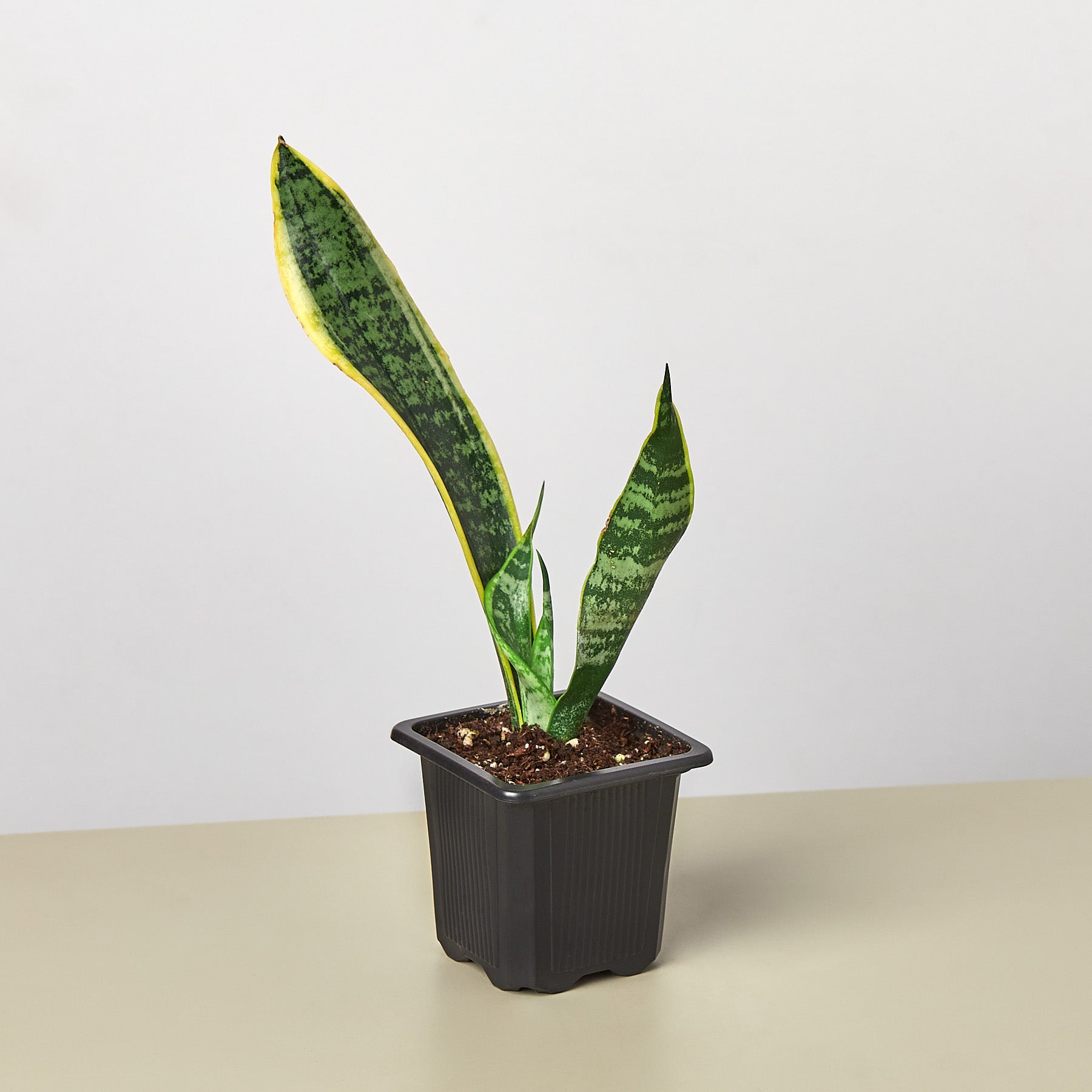 dried snake plant leaves Snake Plant 'Laurentii'