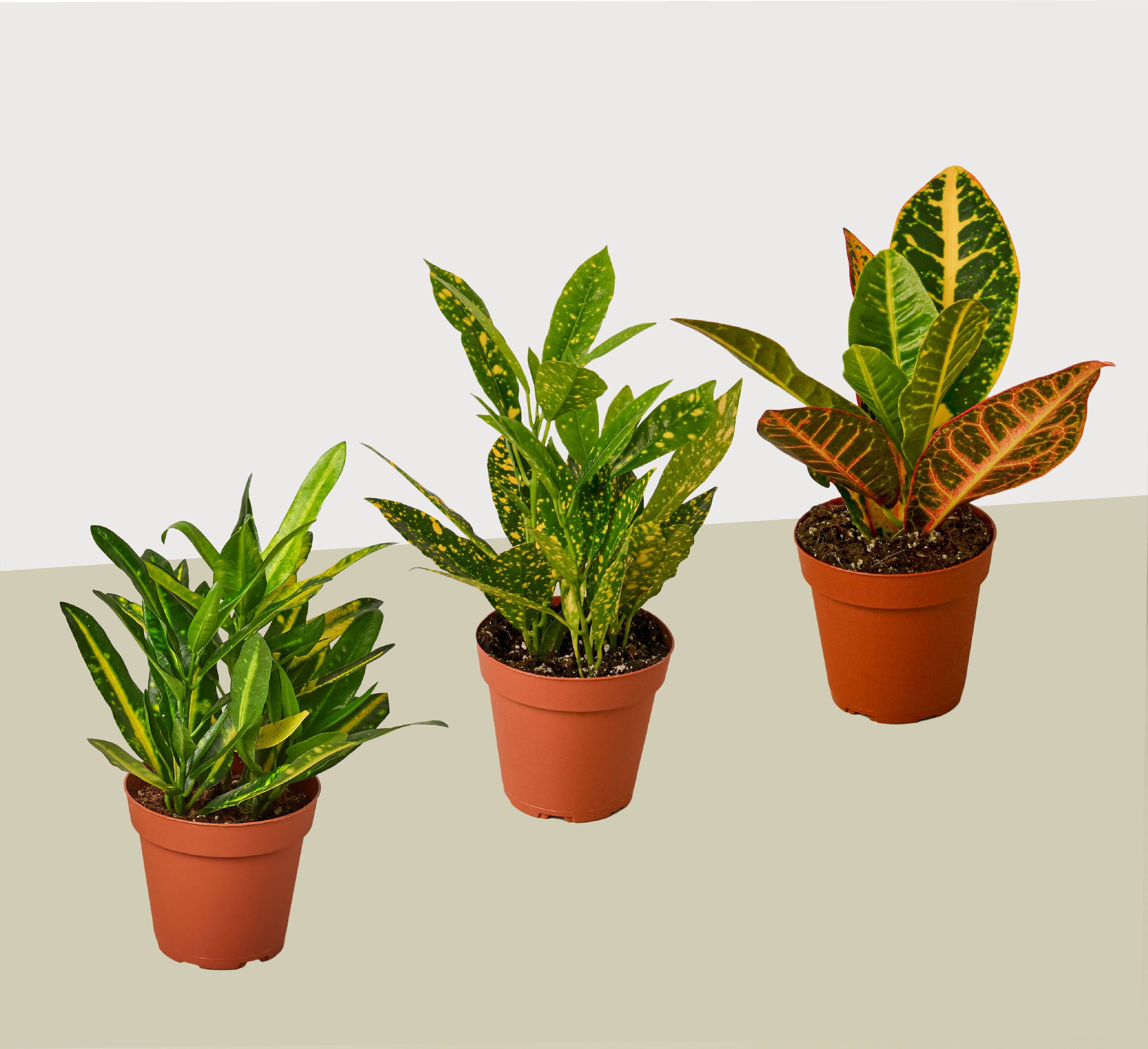house plant variety 3 Croton Variety Pack / 4" Pot / Live Plant / House Plant