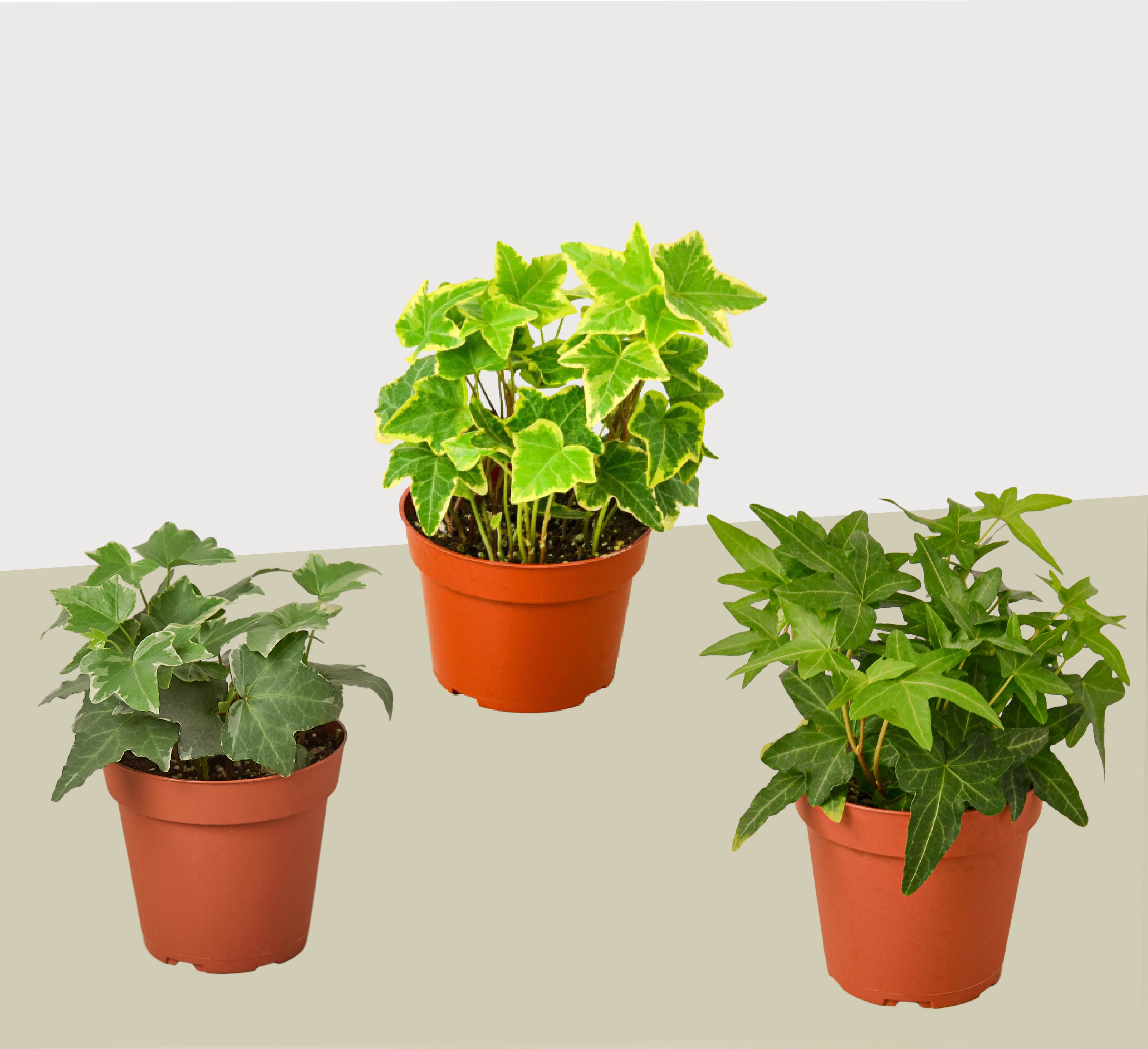 plants to grow in 4 inch pots 3 Different English Ivy Plants - 4" Pot