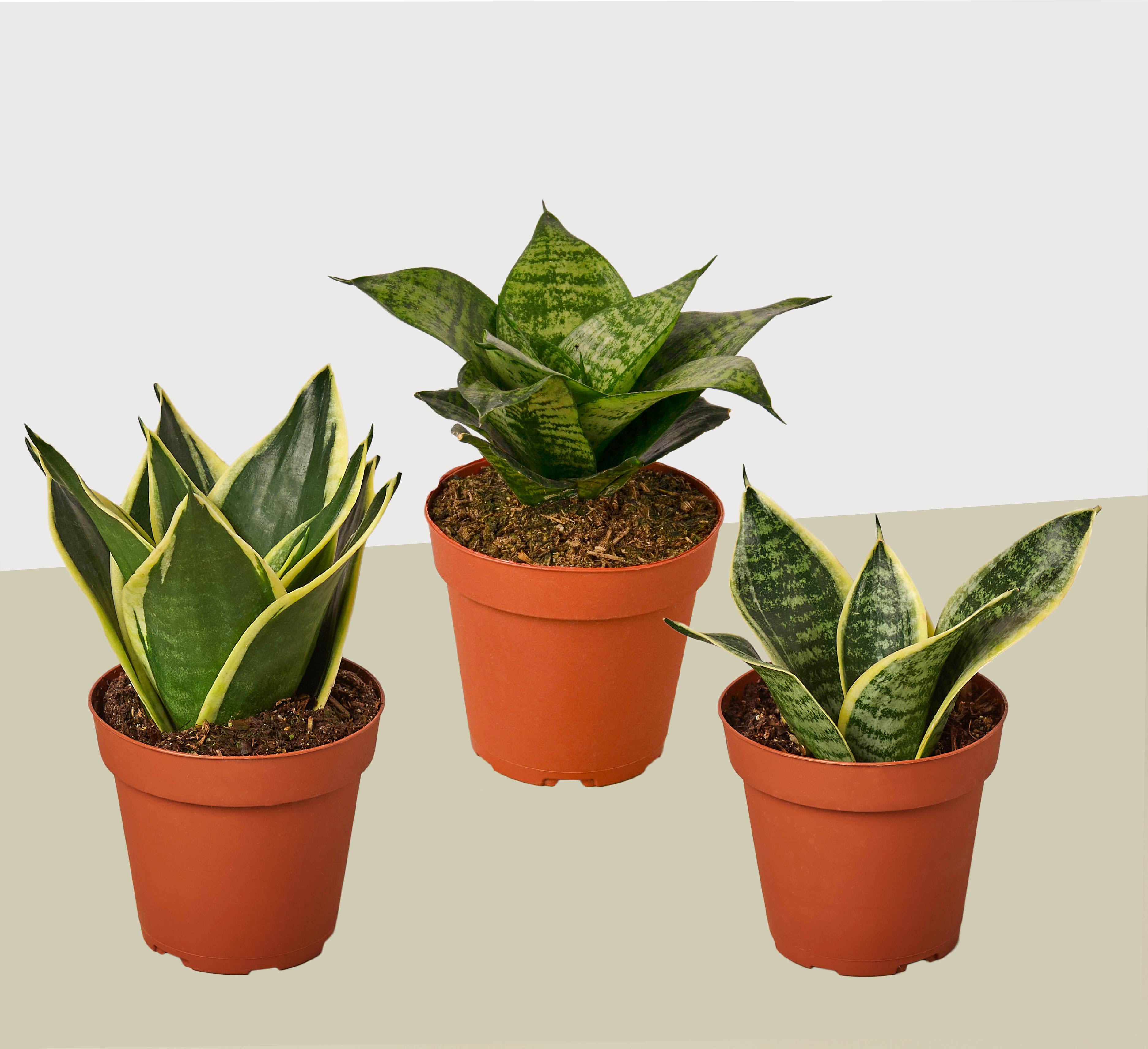 snake plant guide 3 Different Snake Plants in 4" Pots - Sansevieria - Live Plant