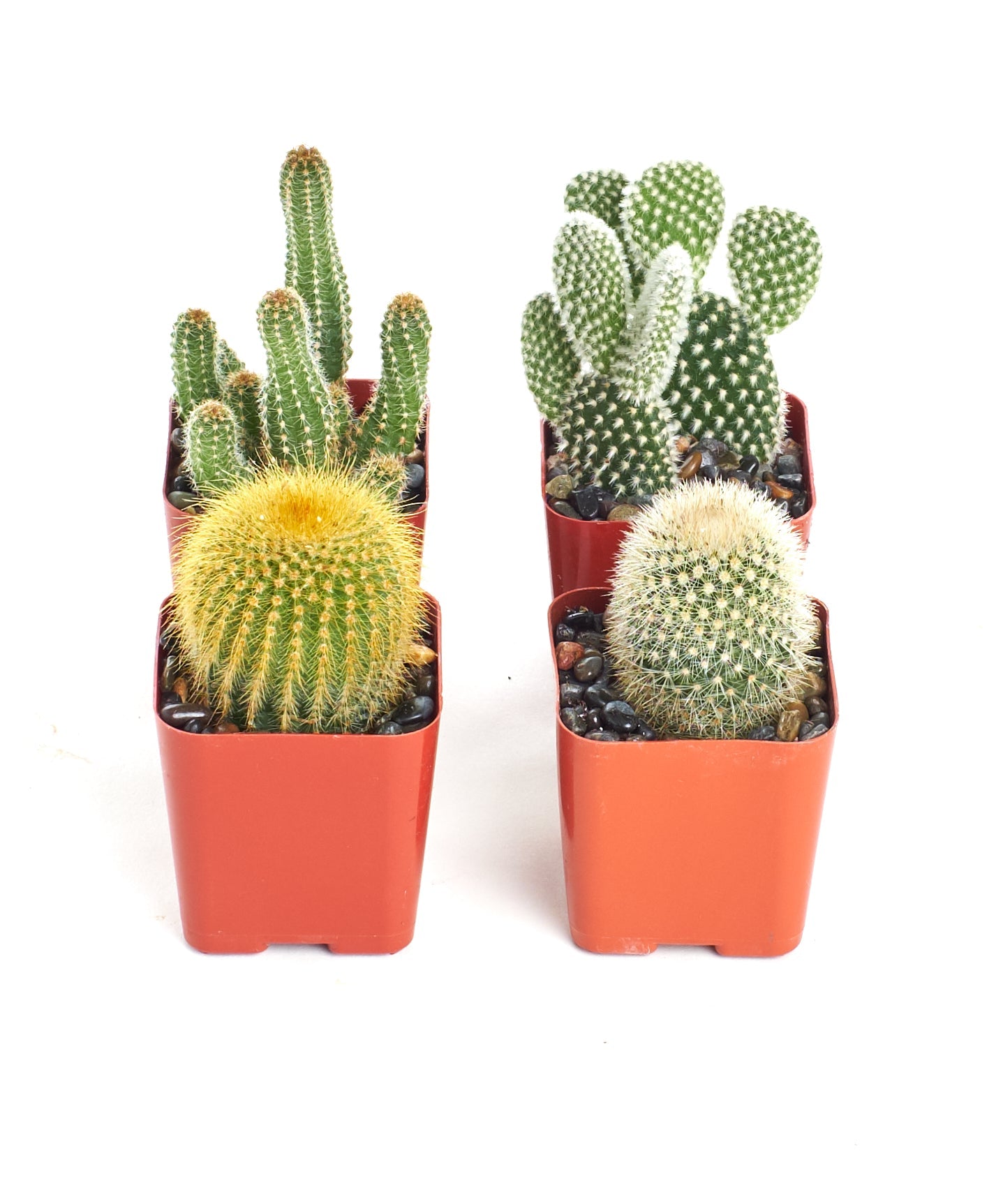 Assorted Mini Cactus Collection