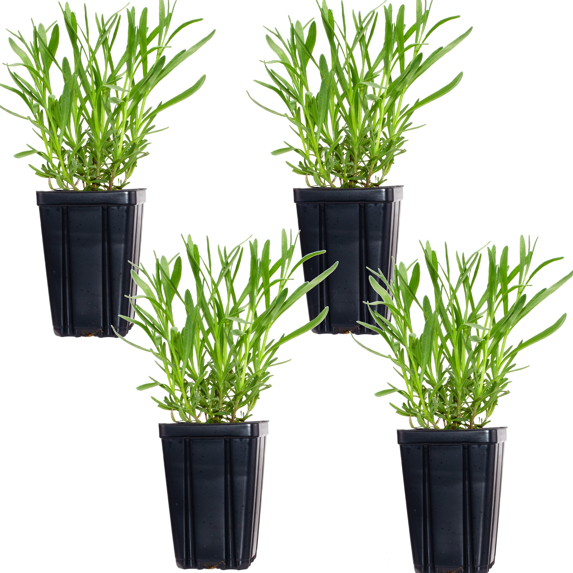 Lavender Provence Plants Quart Pots Set of 4
