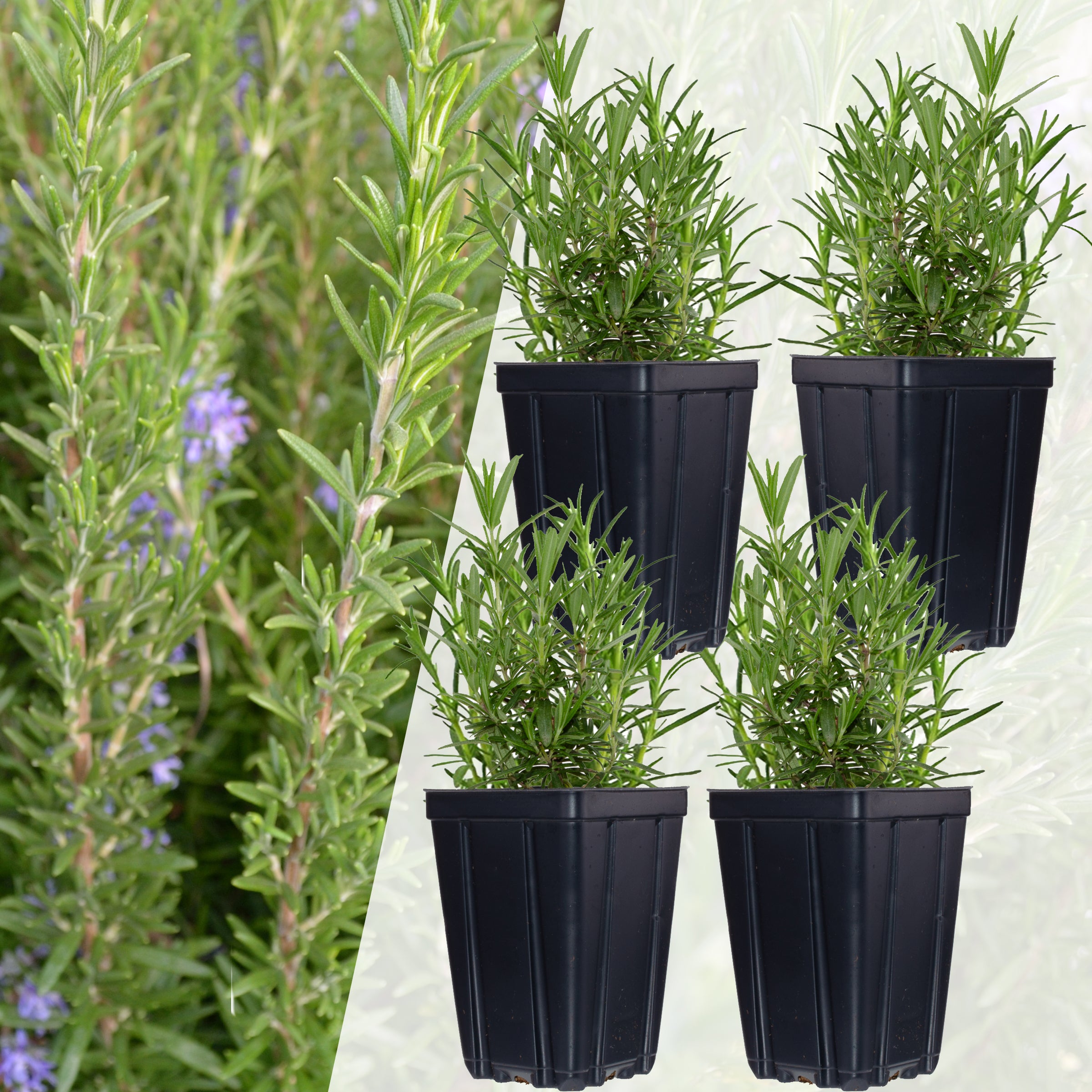 Set of 4 Rosemary Plants Grown Naturally Quart Pots