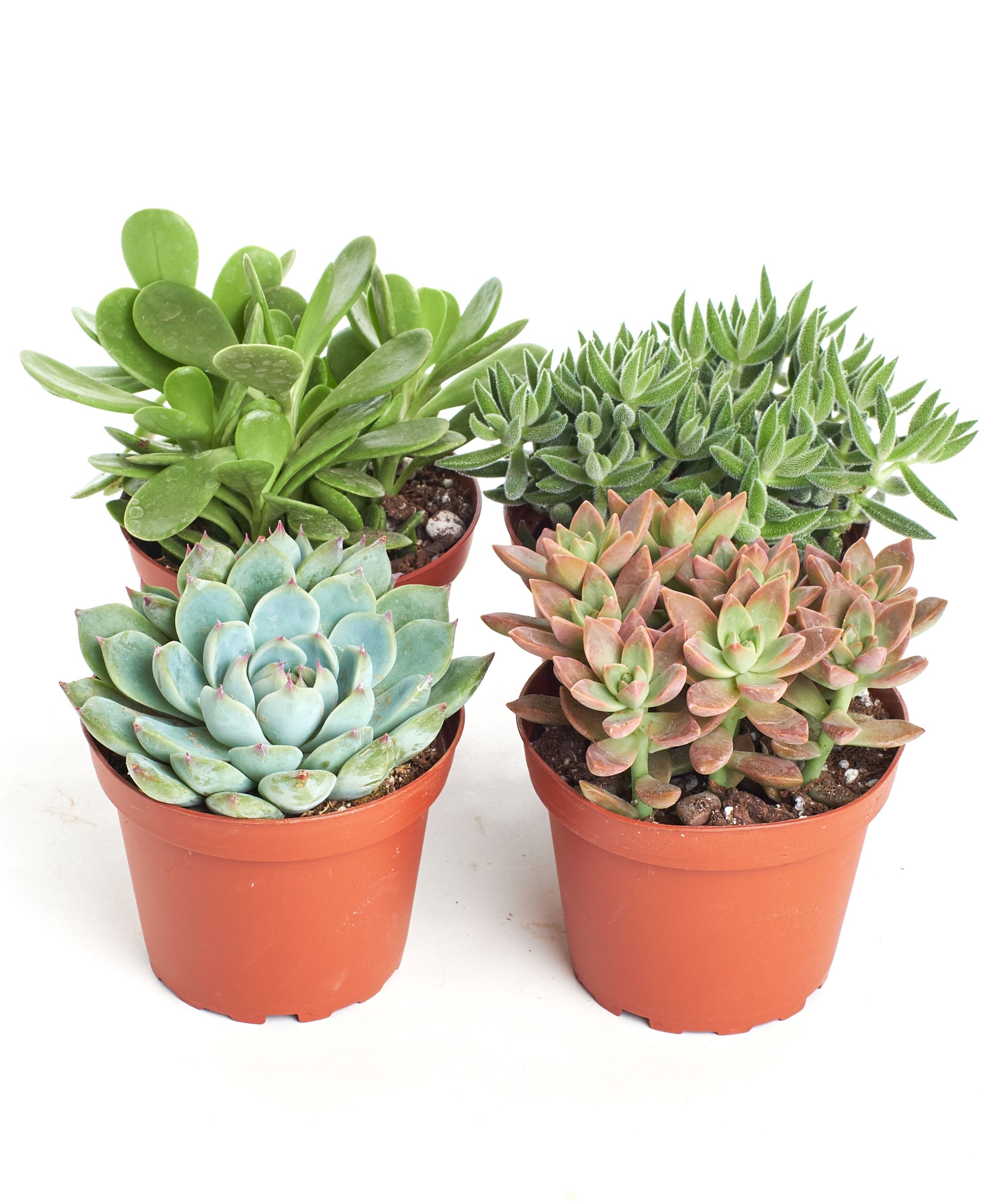 plant depot succulents Shop Succulents Assorted Succulent Plant Pack Collection, Live 4" Succulent Plants, Low Maintenance, Mixture of Colors & Textures