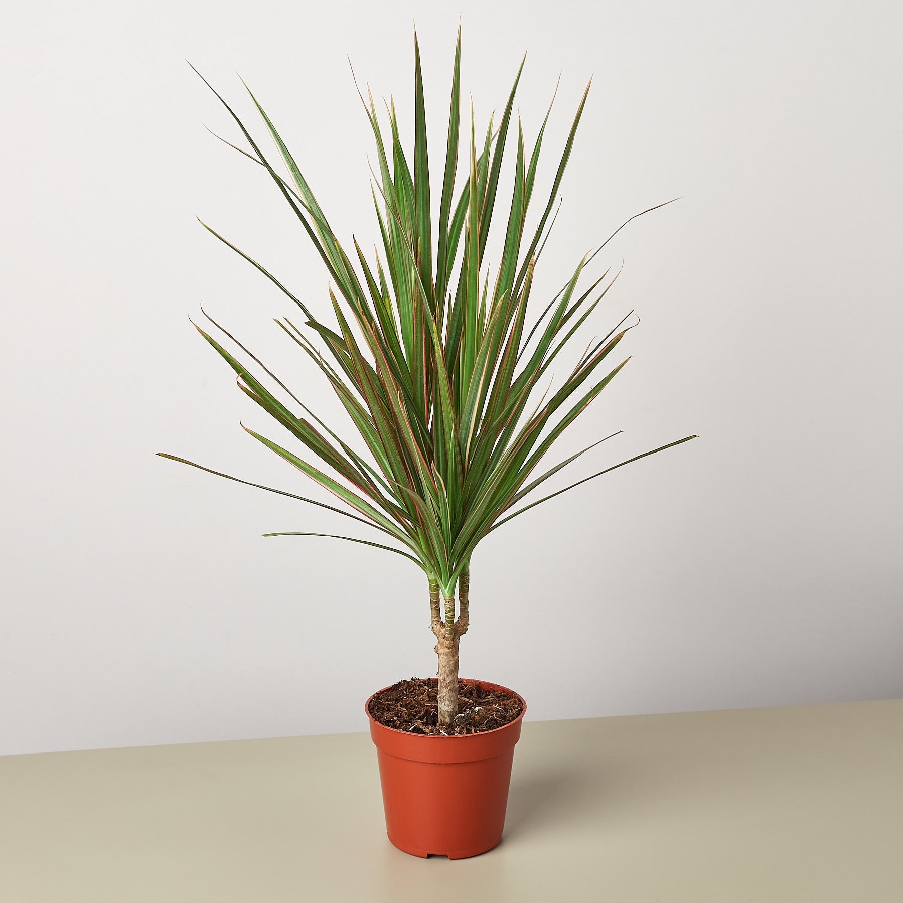 red star dracaena Dracaena 'Red Margined'