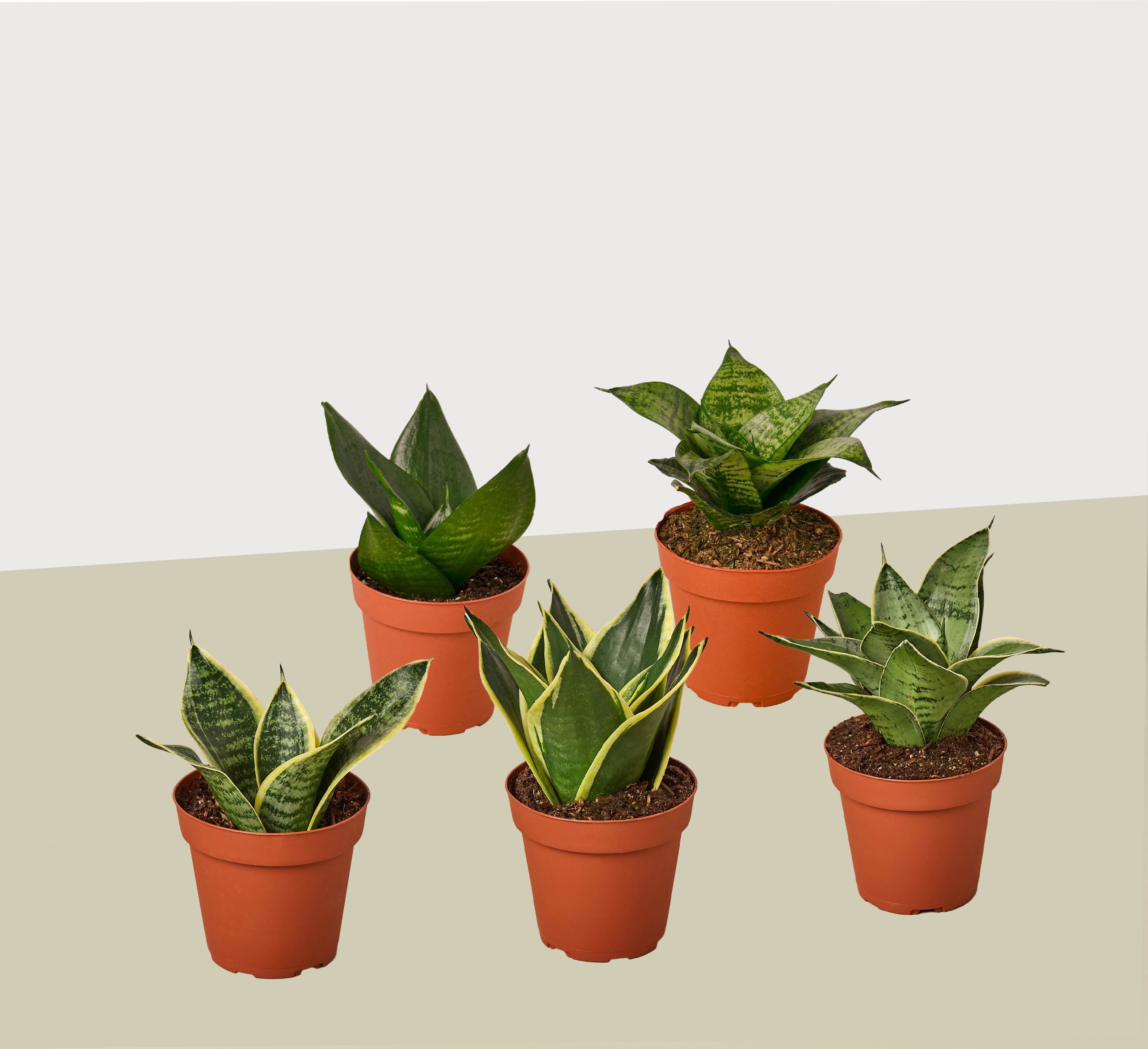 different snake plants 5 Different Snake Plants in 4" Pots - Sansevieria - Live Plant
