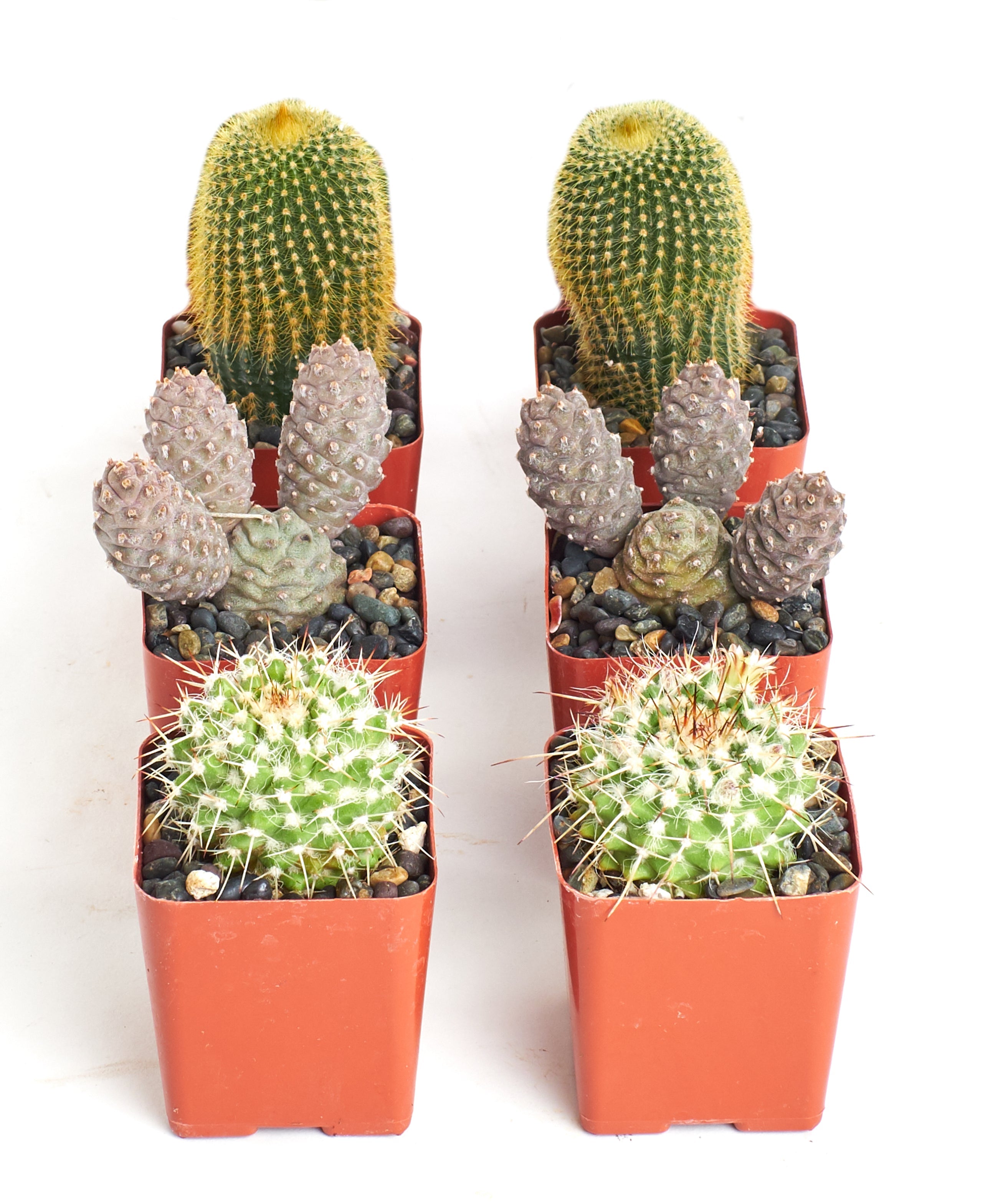 Assorted Mini Cactus Collection