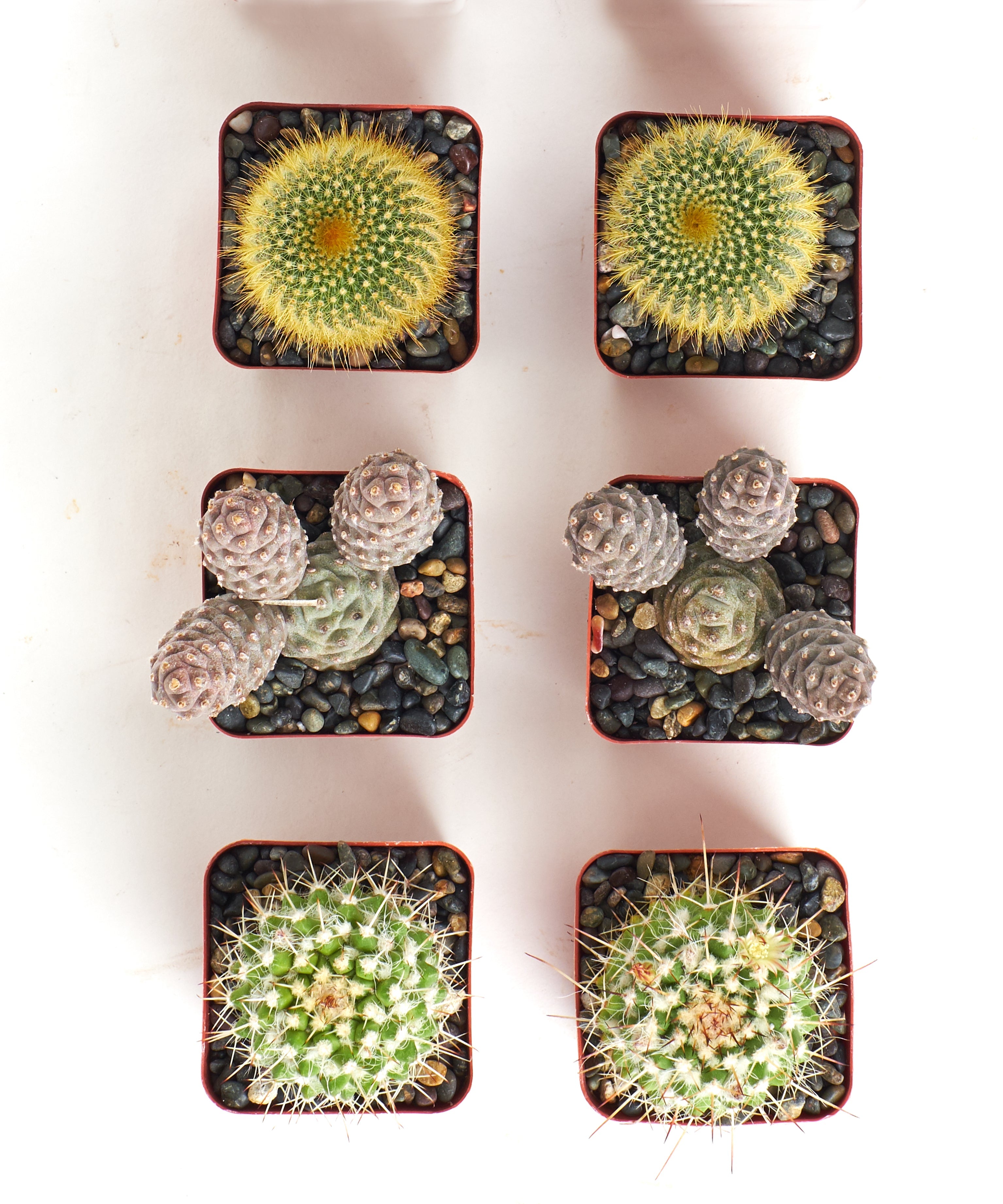 Assorted Mini Cactus Collection