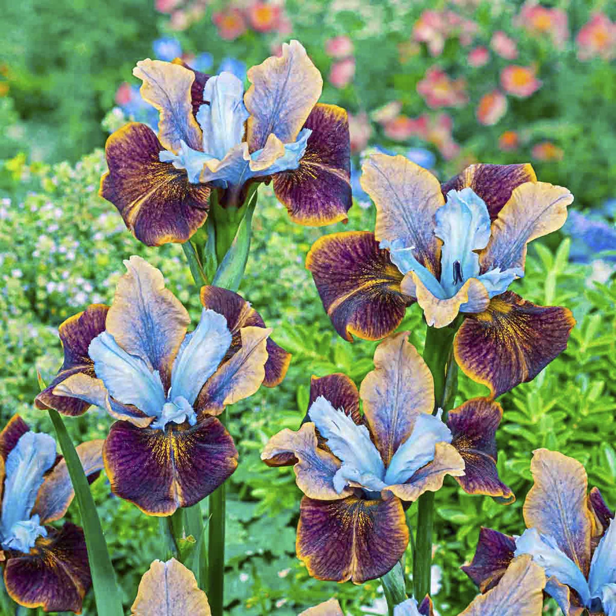 Black Joker Siberian Iris