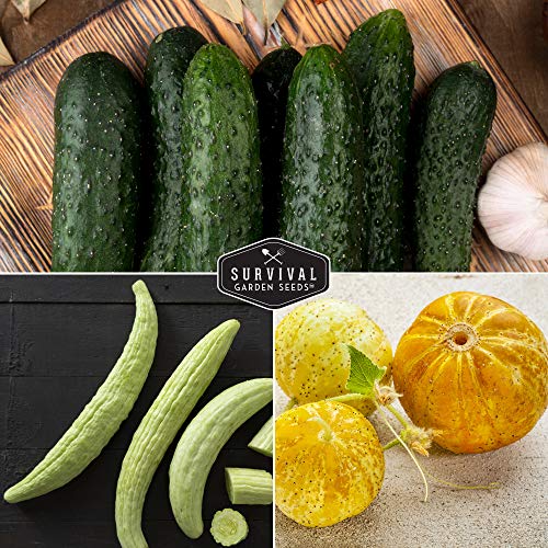 Cucumber Collection - Armenian, Beit Alpha, Lemon, National Pickling, & Spacemaster
