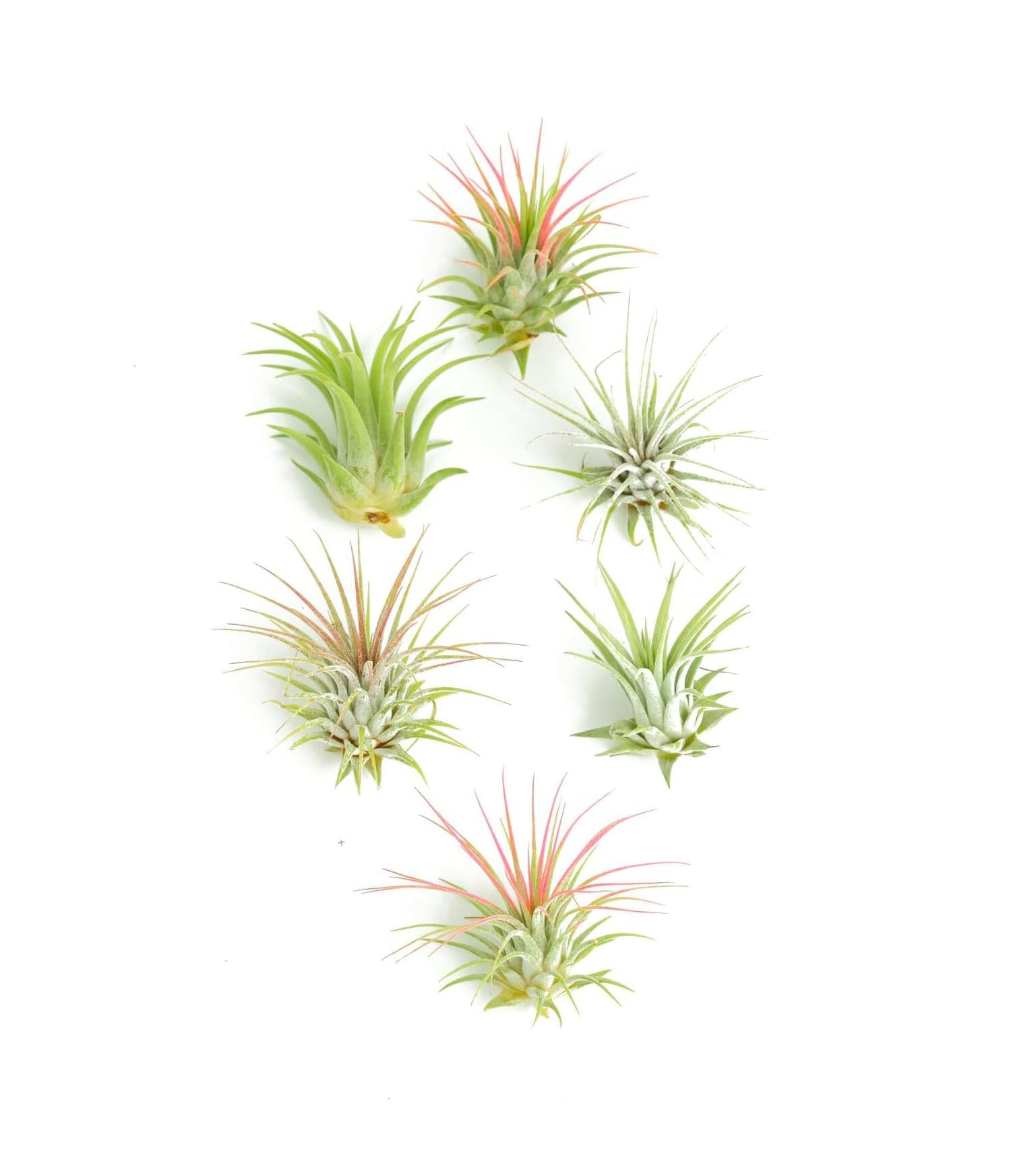 air plants for sale Shop Succulents Ionantha Tillandsia Air Plants, Assorted Mini Live Indoor Plant Bundle for Home Decor & Gifts, Low Maintenance, Natural Air Purifier