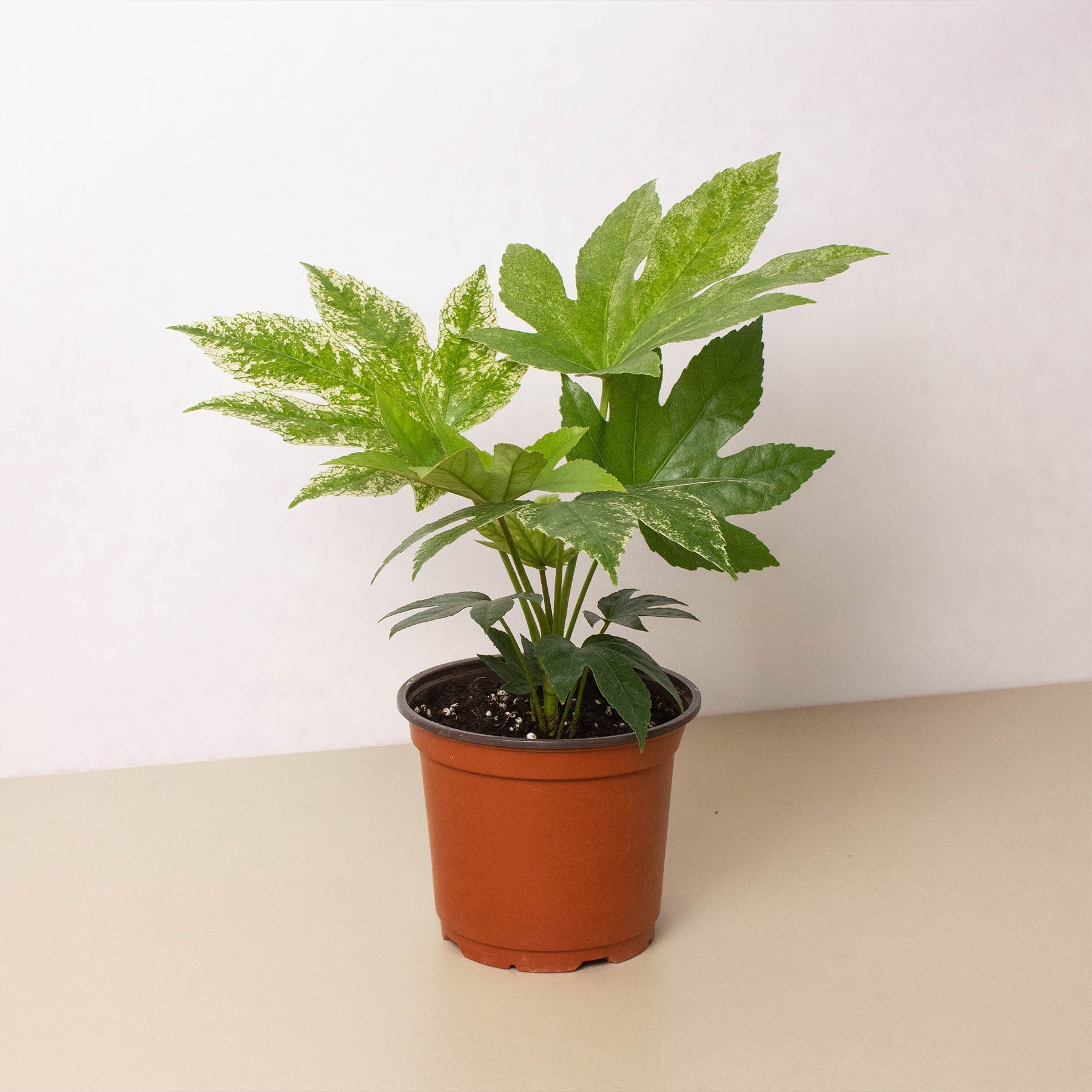 fatsia spider web plant Fatsia 'Spider's Web'