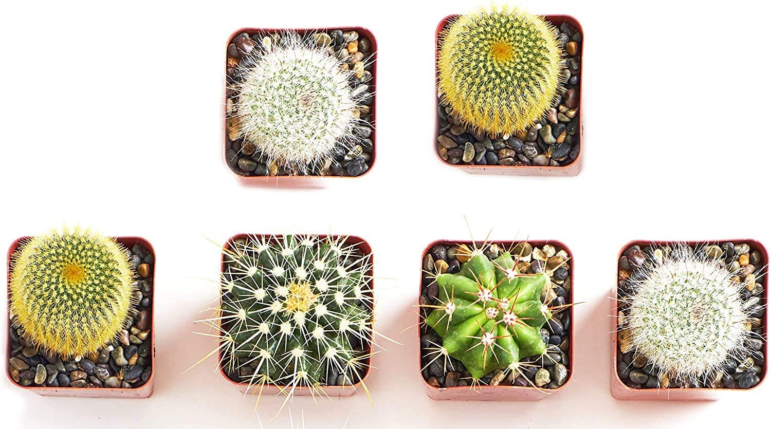 Assorted Mini Cactus Collection