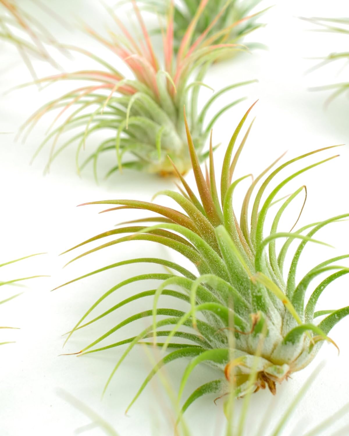 Assorted Mini Air Plant Collection