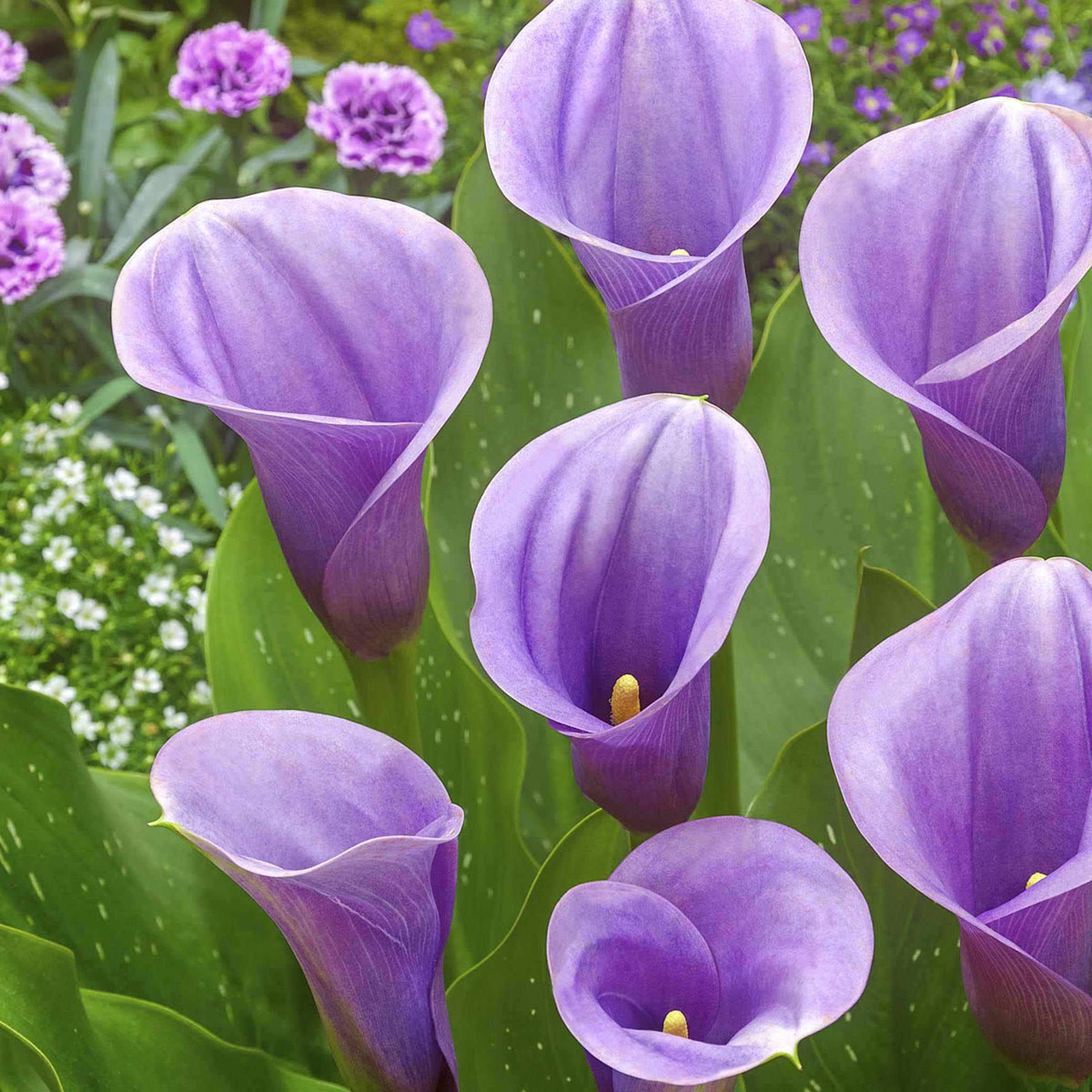 Captain Violetta Calla Lily Bulbs