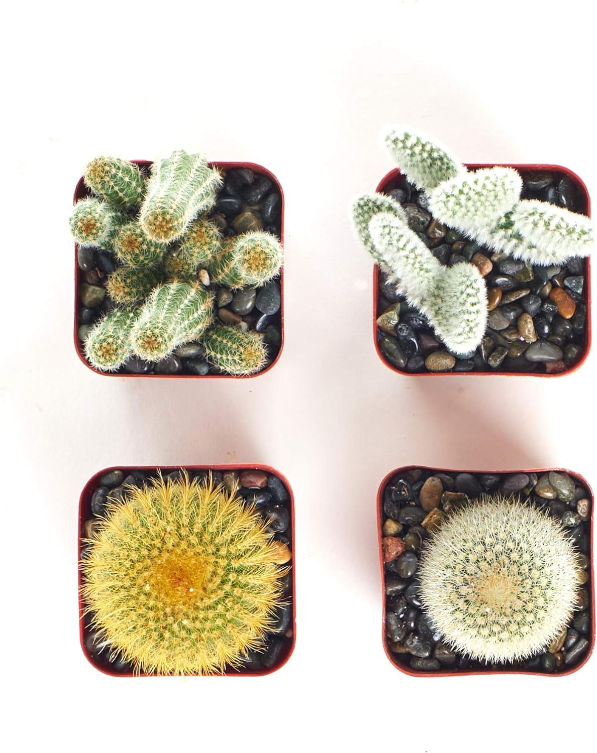 Assorted Mini Cactus Collection