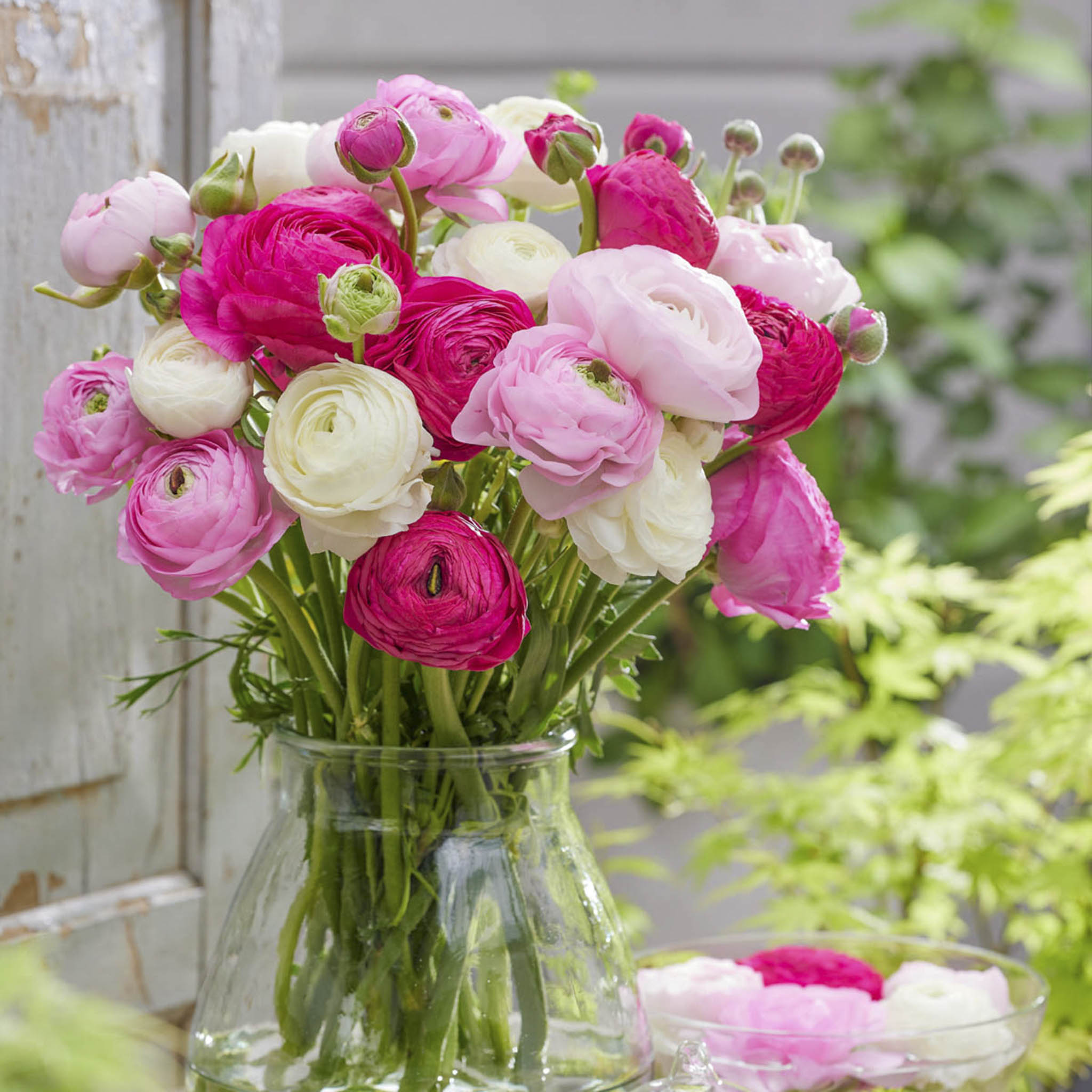 Ready For Romance Ranunculus Bulb Mix