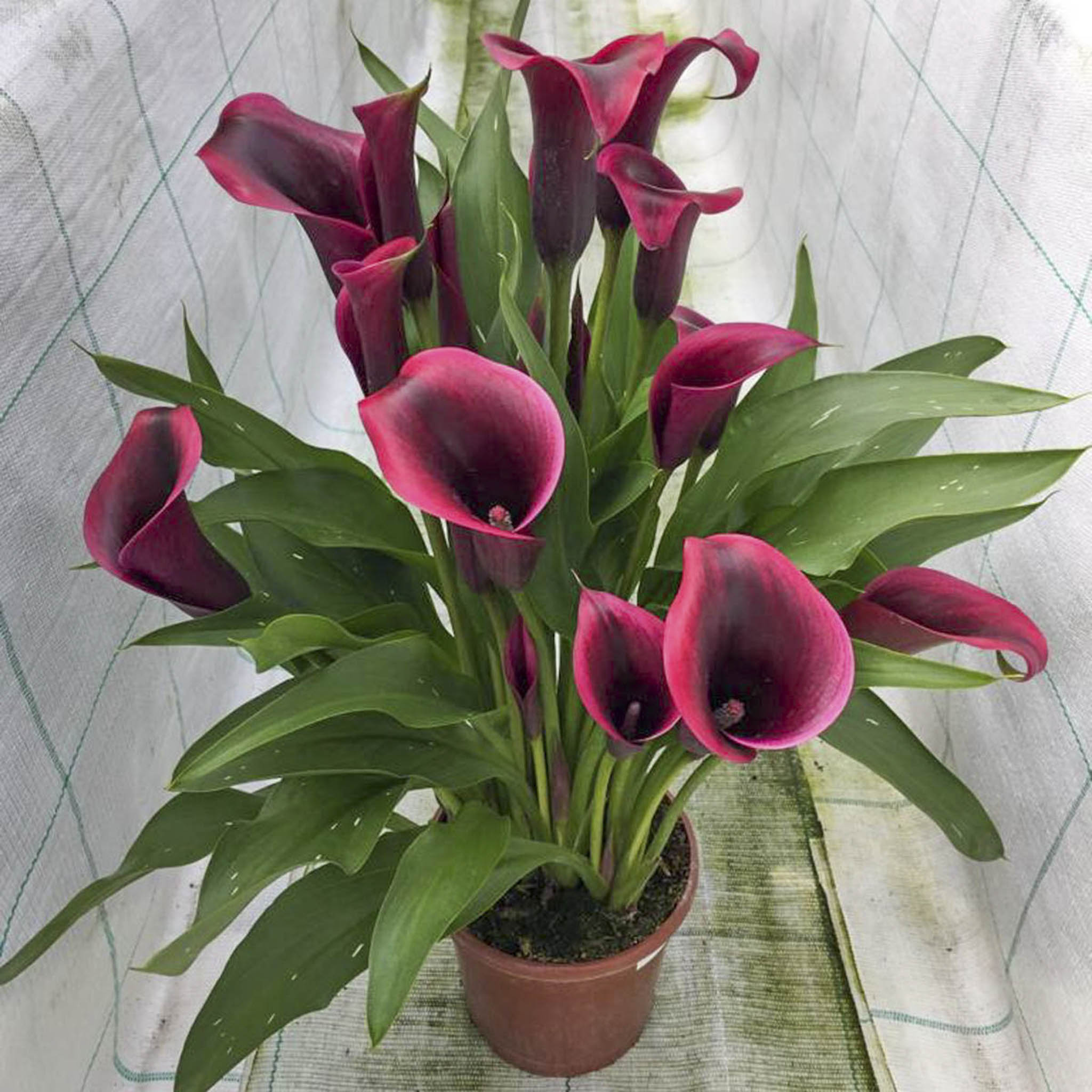 Dior Calla Lily Bulbs