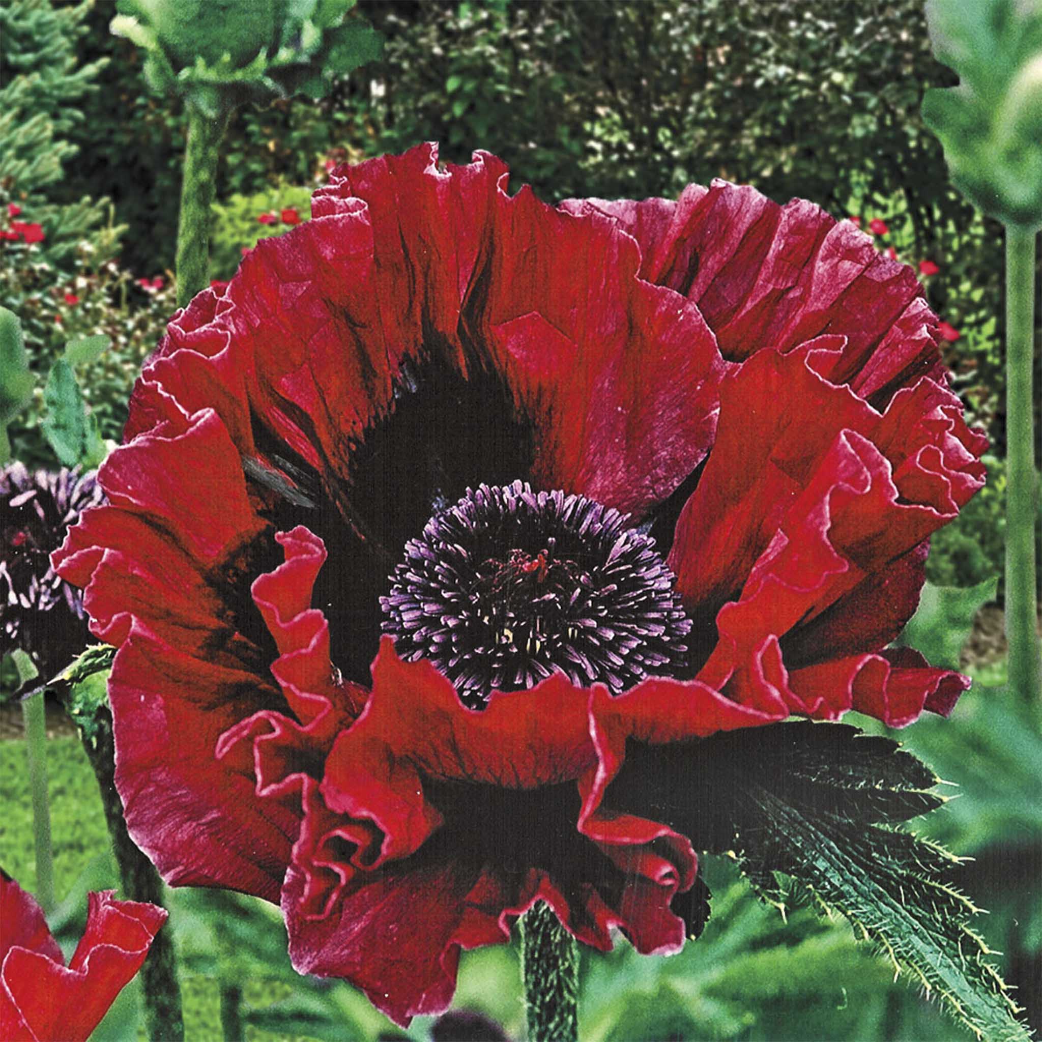 Harlem Oriental Poppy