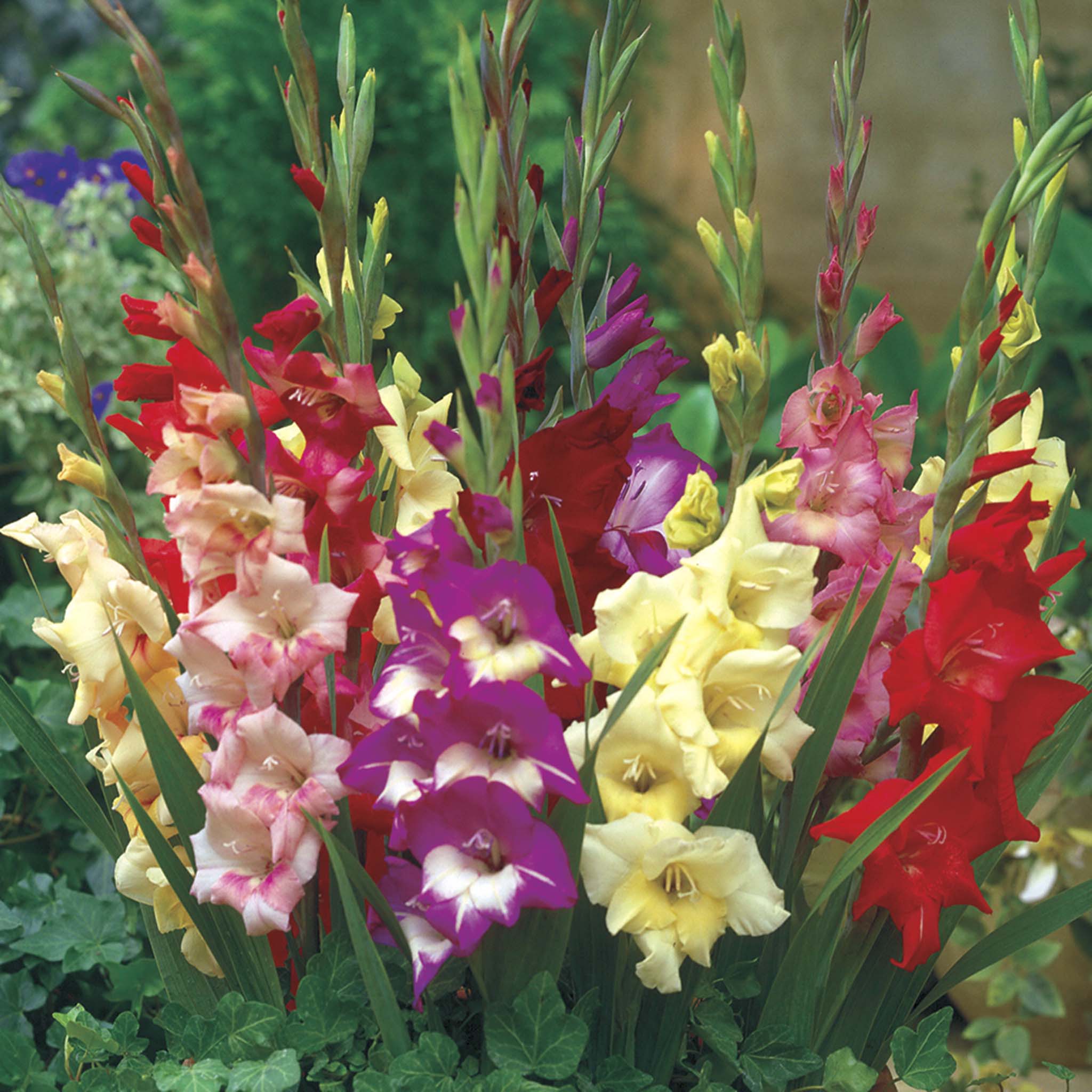 Glamini® Gladiolus Bulb Mix