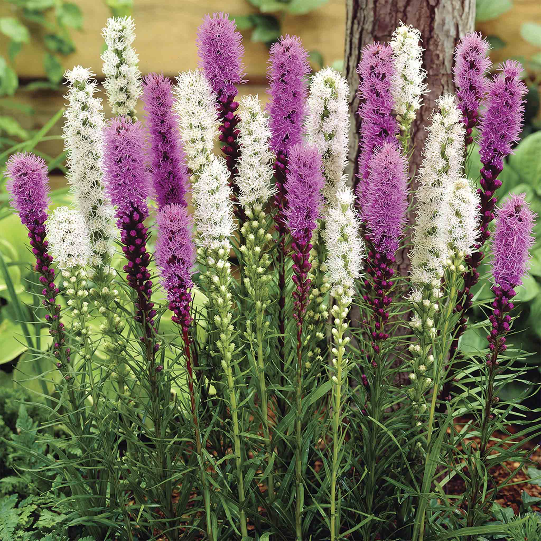 Liatris Bulb Mix