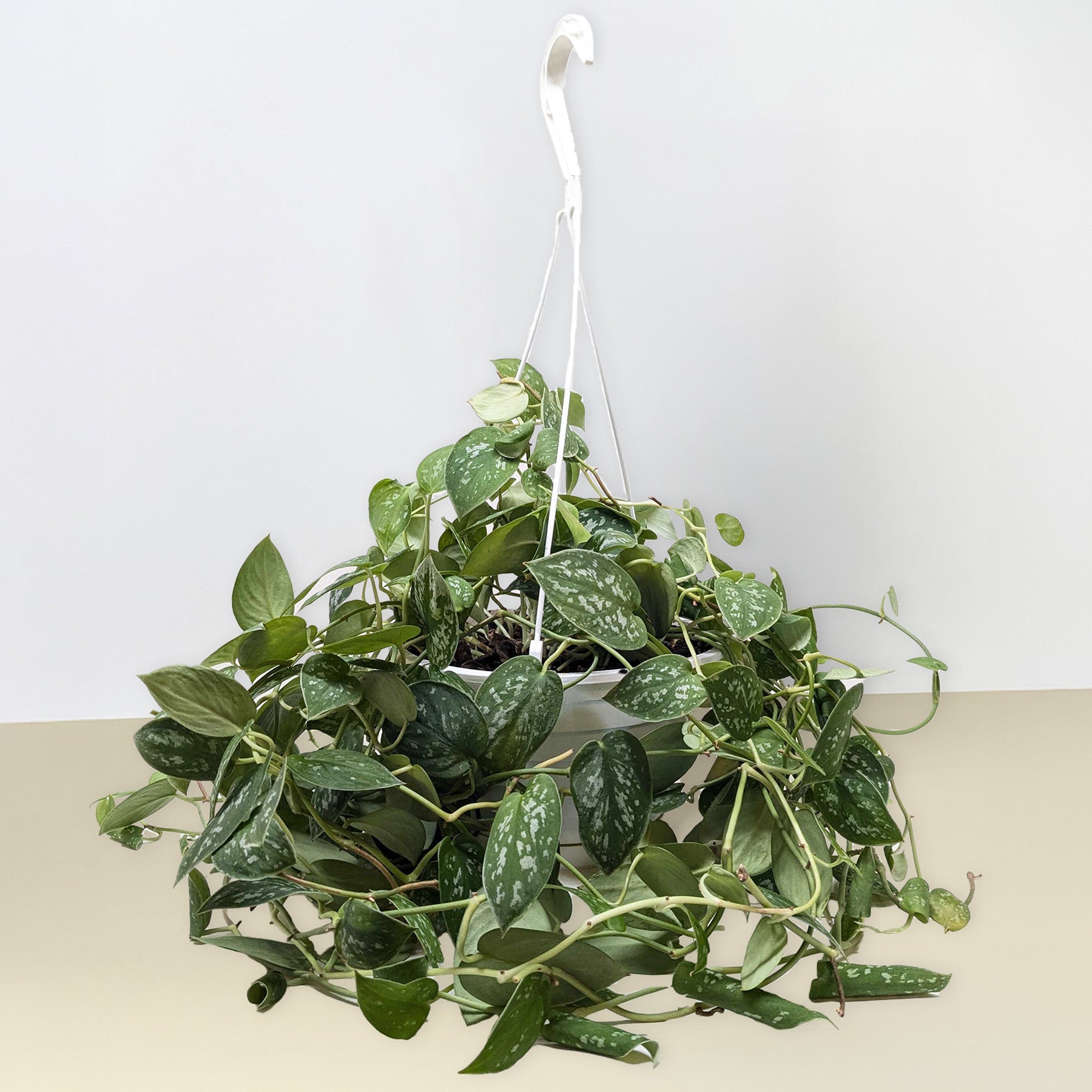 Pothos 'Satin'