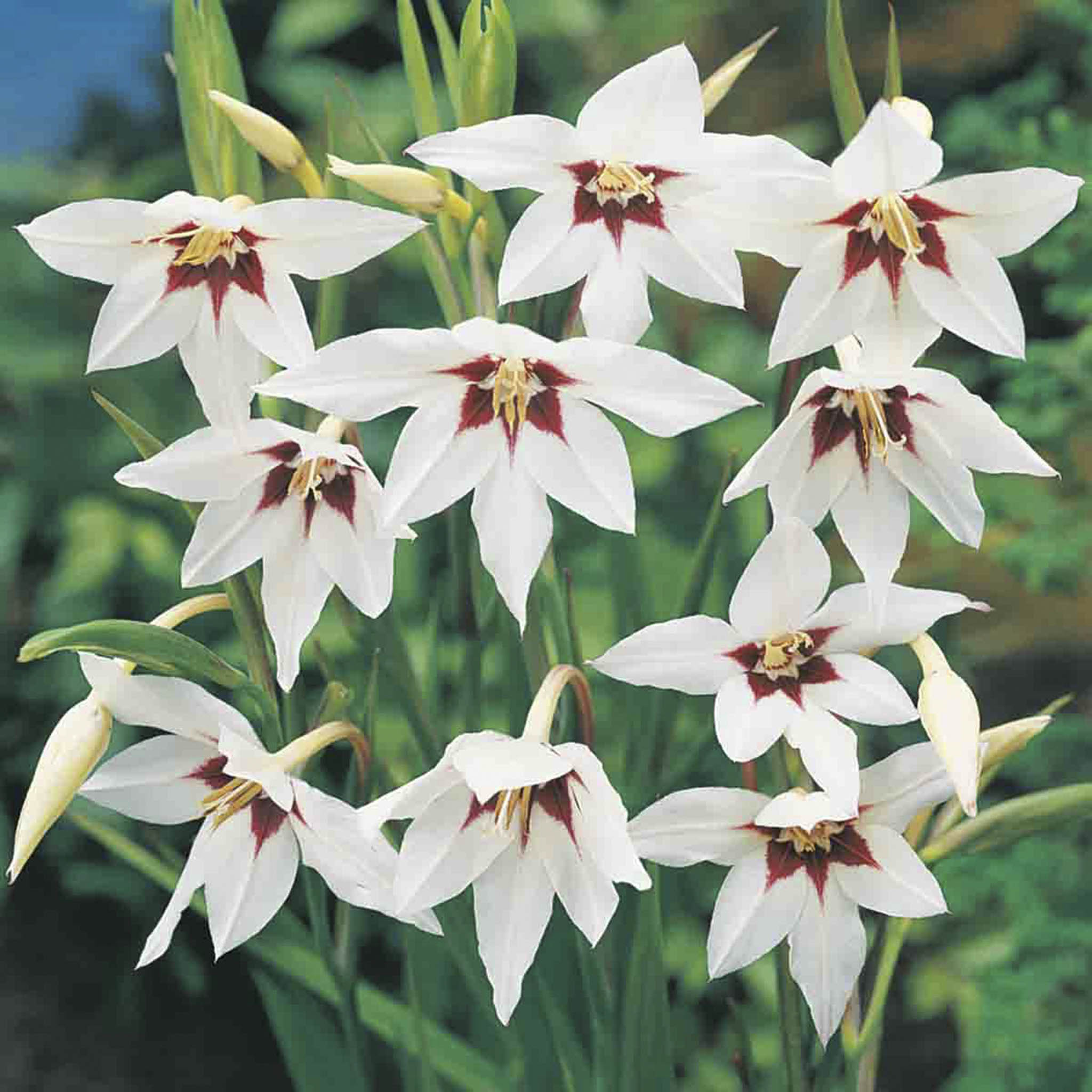 Abyssinian Gladiolus Bulbs