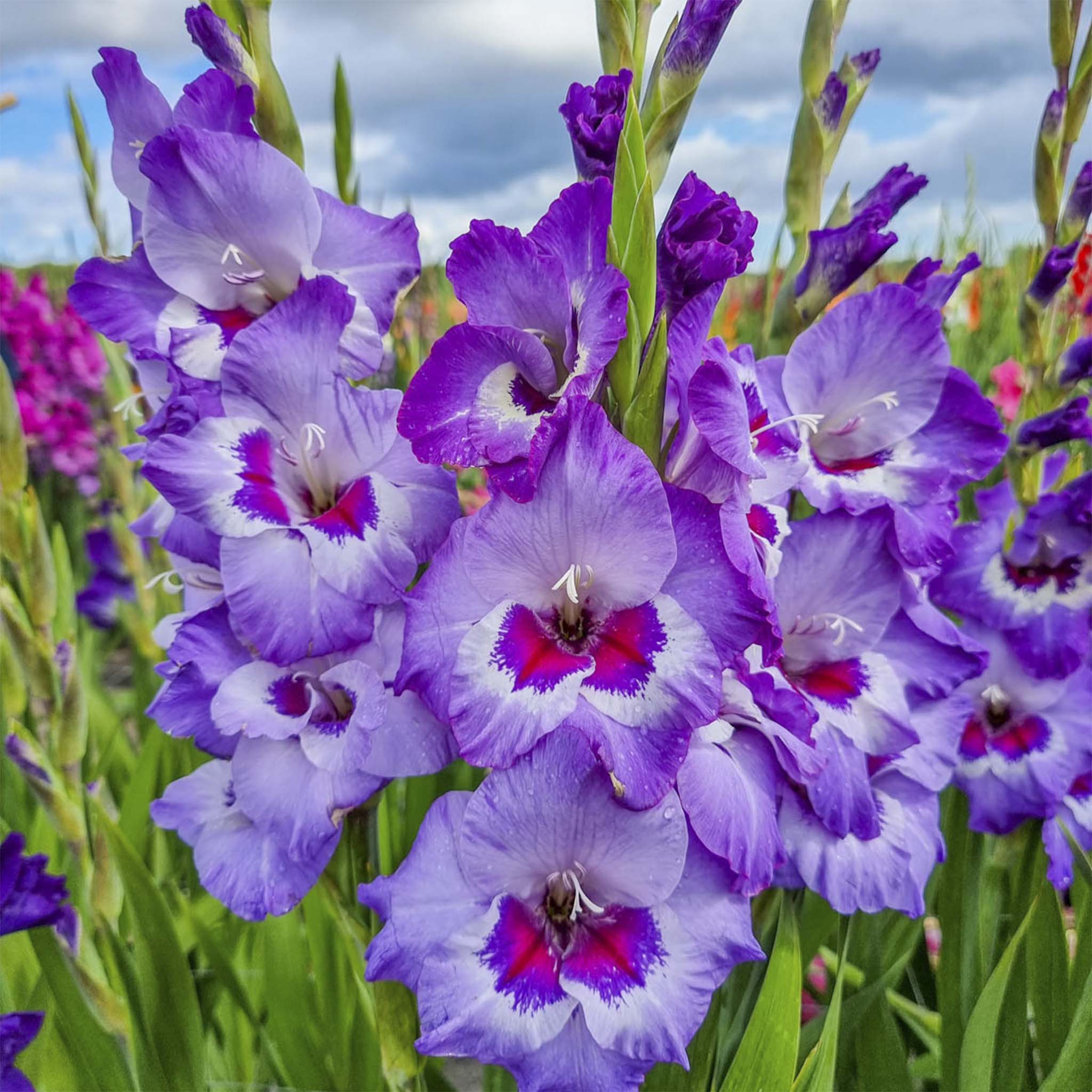 Vista Gladiolus Bulbs