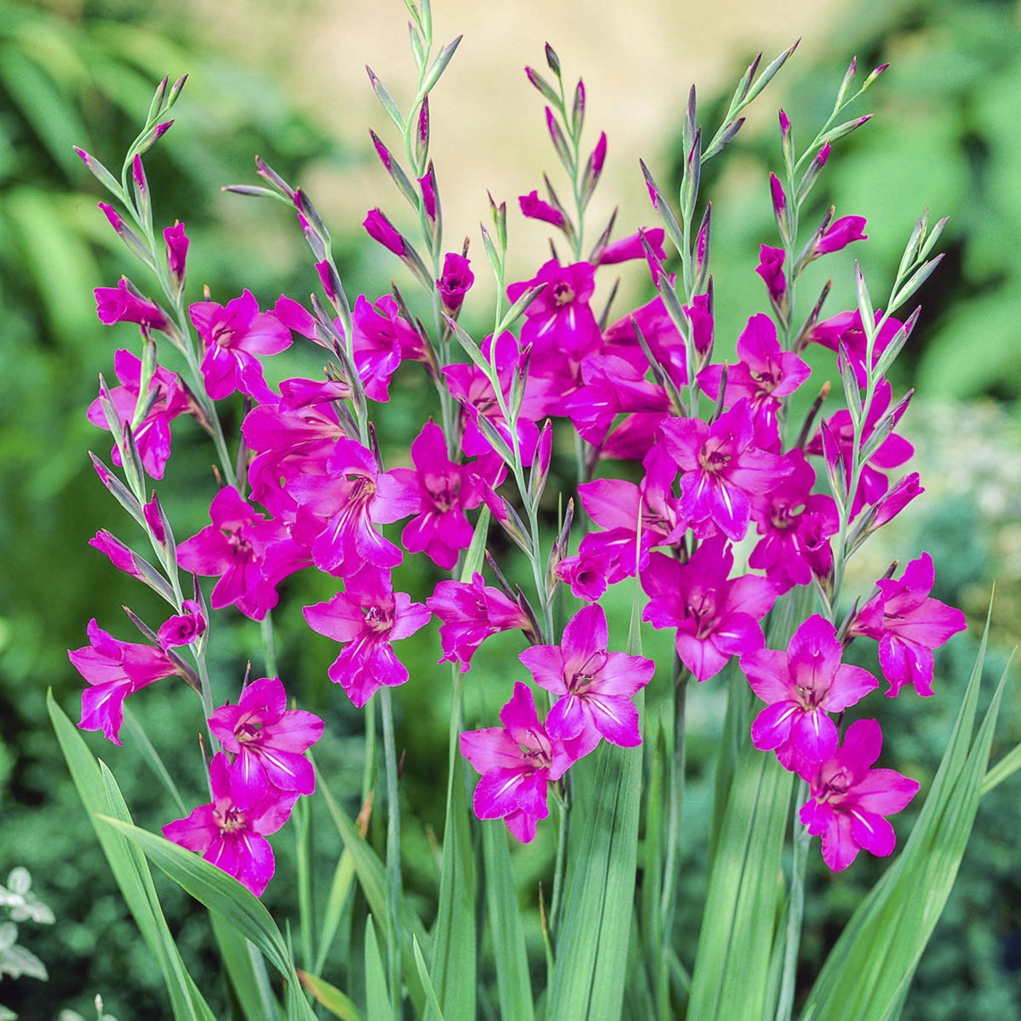 Byzantine Gladiolus Bulbs