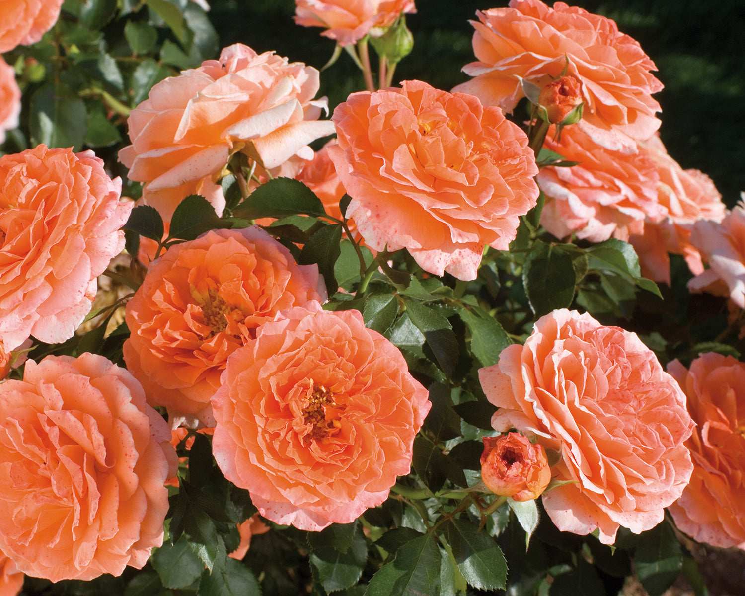 Sunrise Rose 1.5 gallon Pot