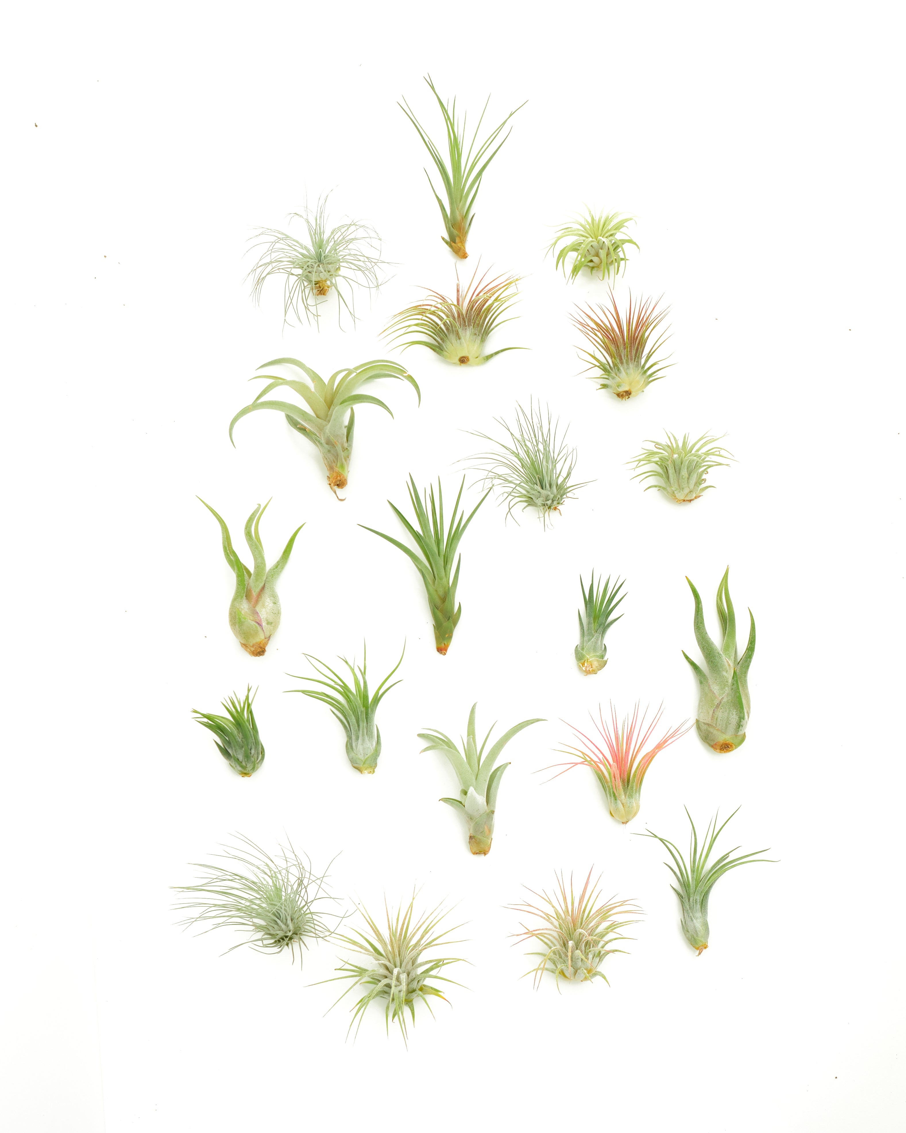 Assorted Mini Air Plant Collection