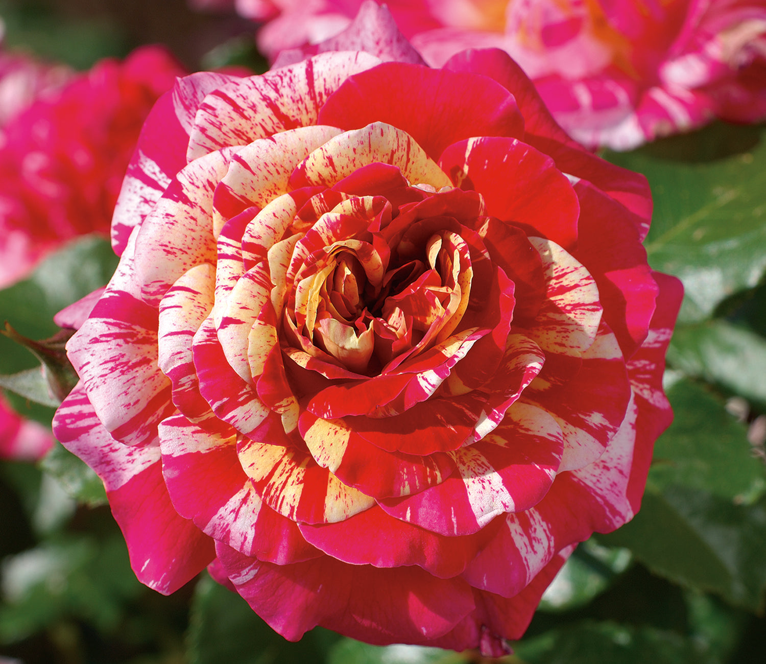 All American Magic Rose 1.5 gallon Pot