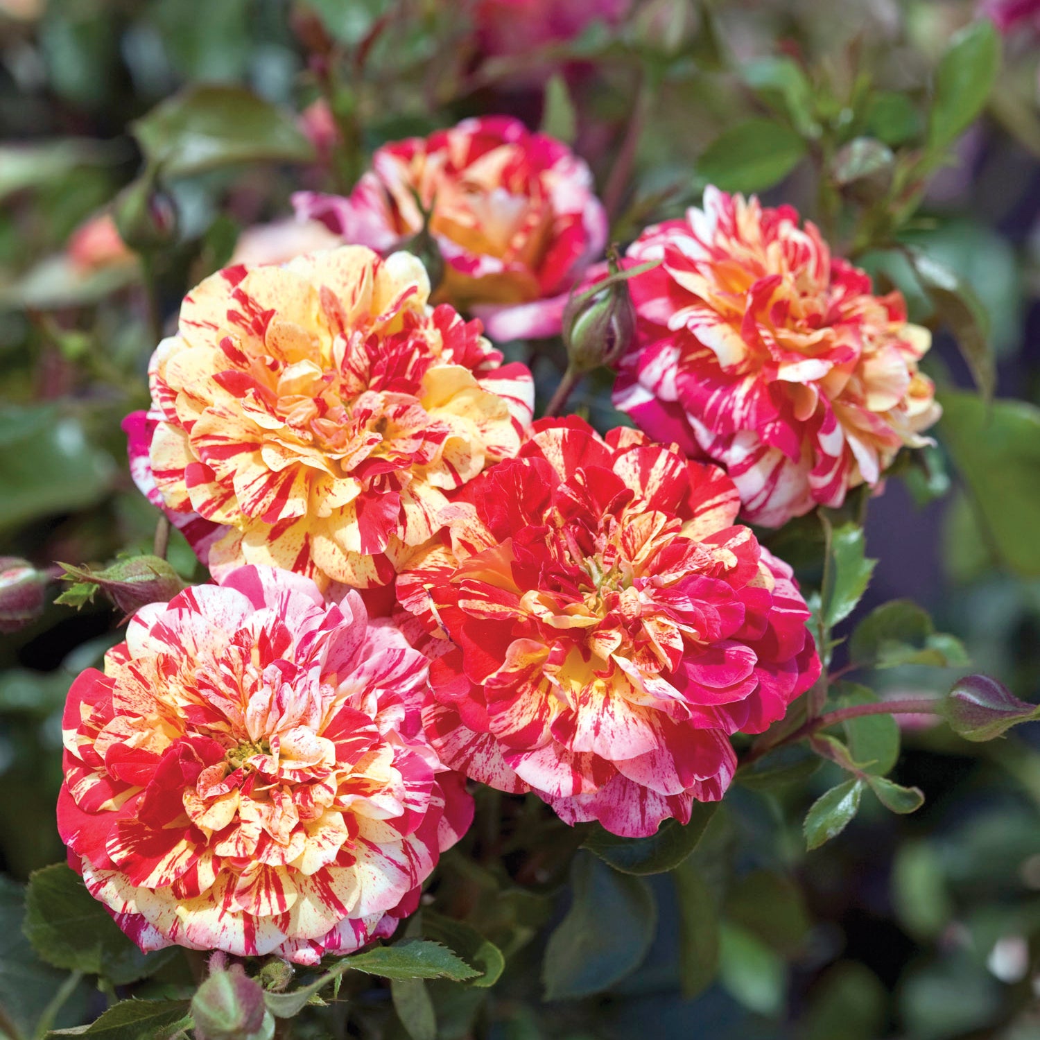 All American Magic Rose 1.5 gallon Pot