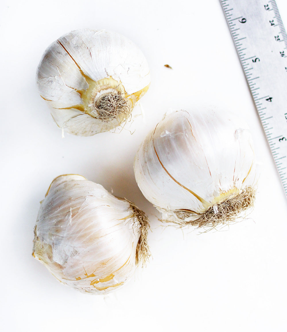 Giganteum Allium - 3 bulbs