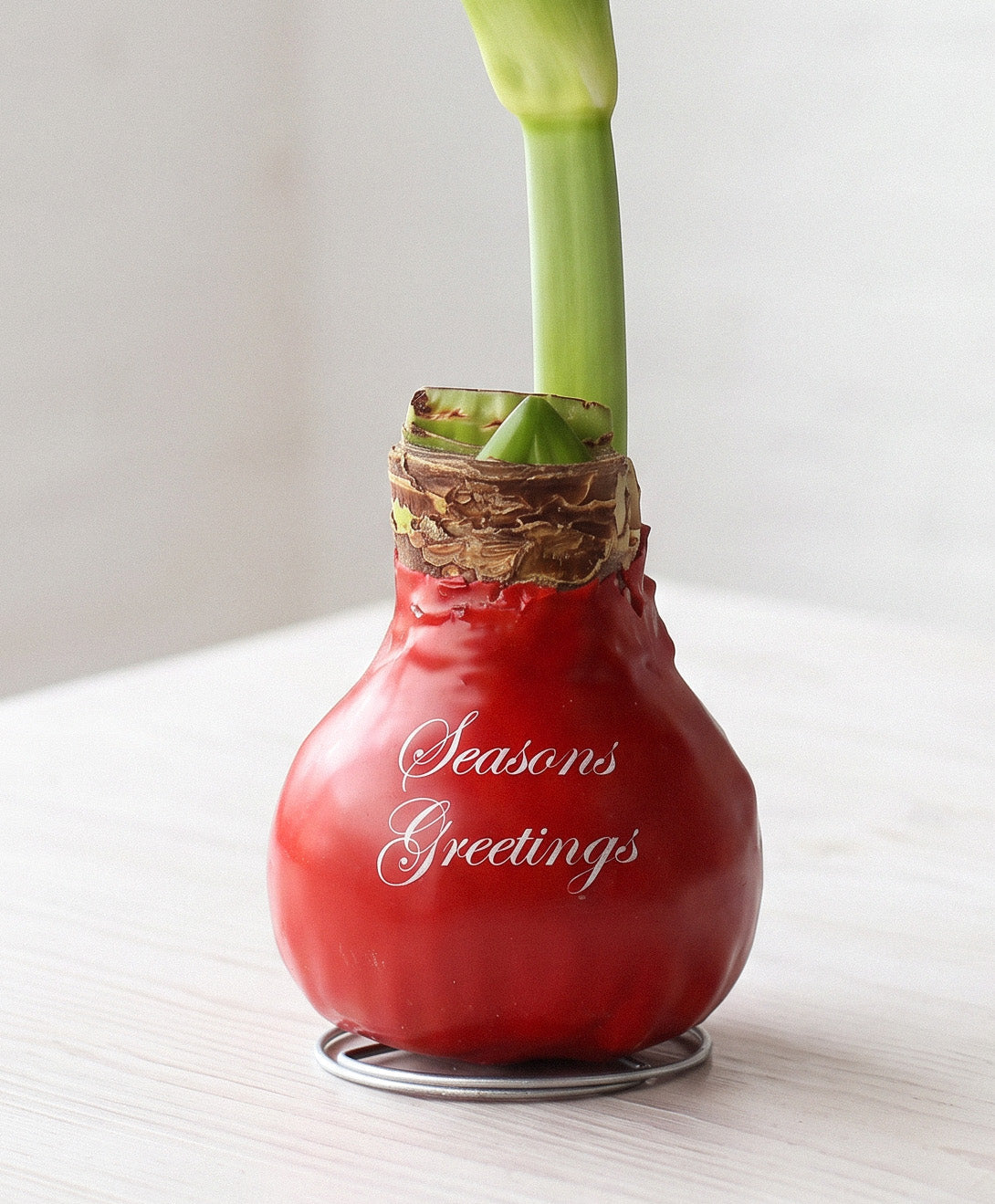 "Season's Greetings" Red Waxed Amaryllis Bulb with Pink Flower