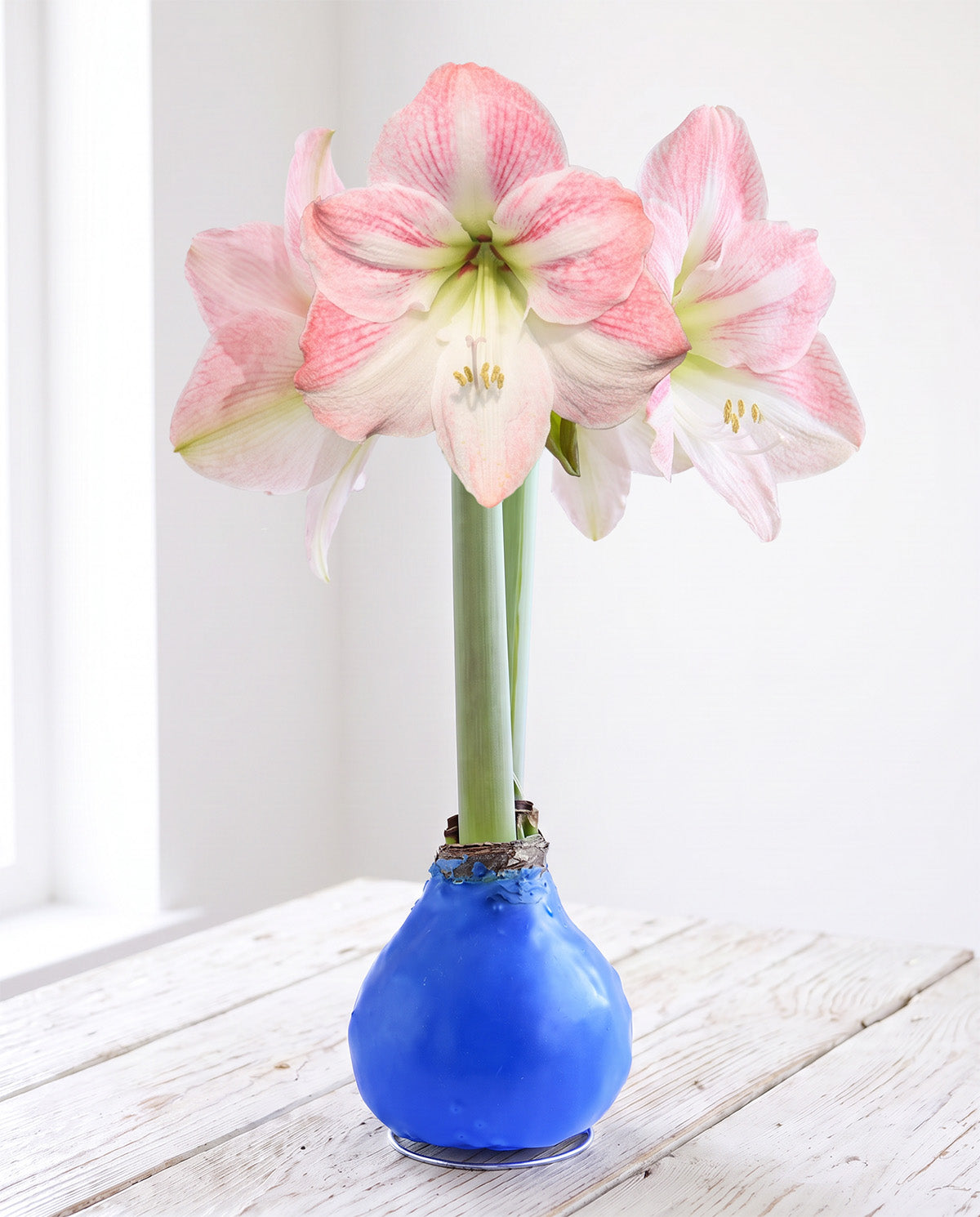 Blue Waxed Amaryllis with Pink Flower