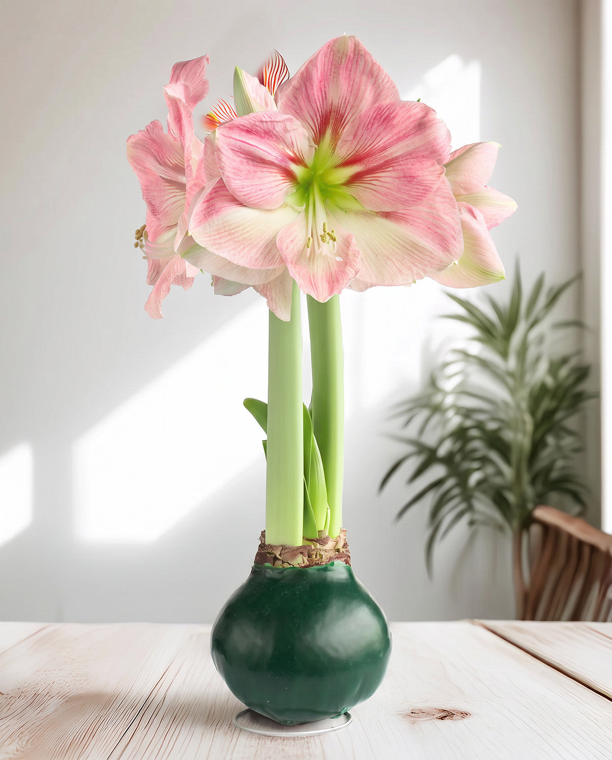 Green Waxed Amaryllis with Pink Flower