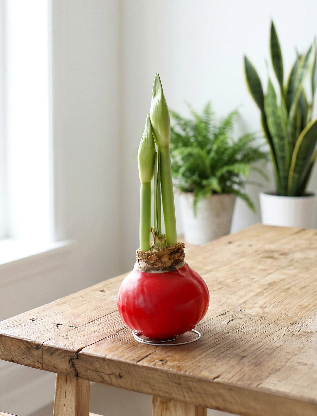 Red Waxed Amaryllis with Picasso Flower