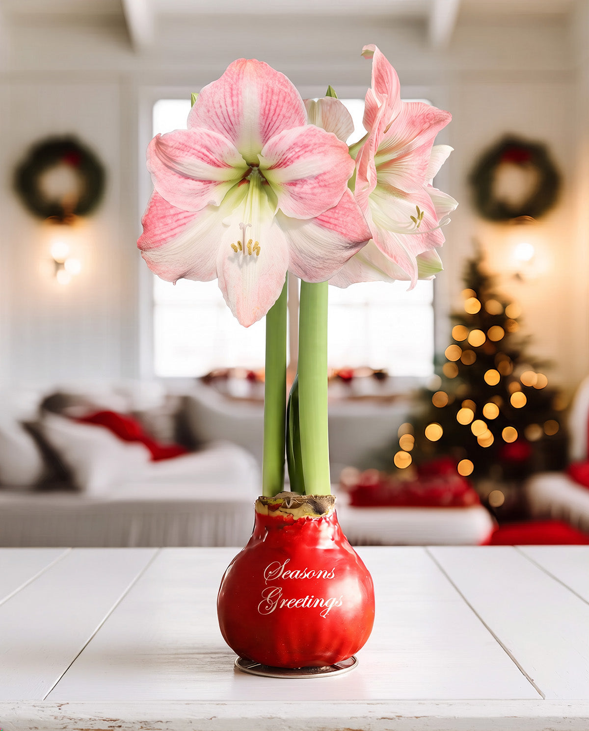 "Season's Greetings" Red Waxed Amaryllis Bulb with Pink Flower