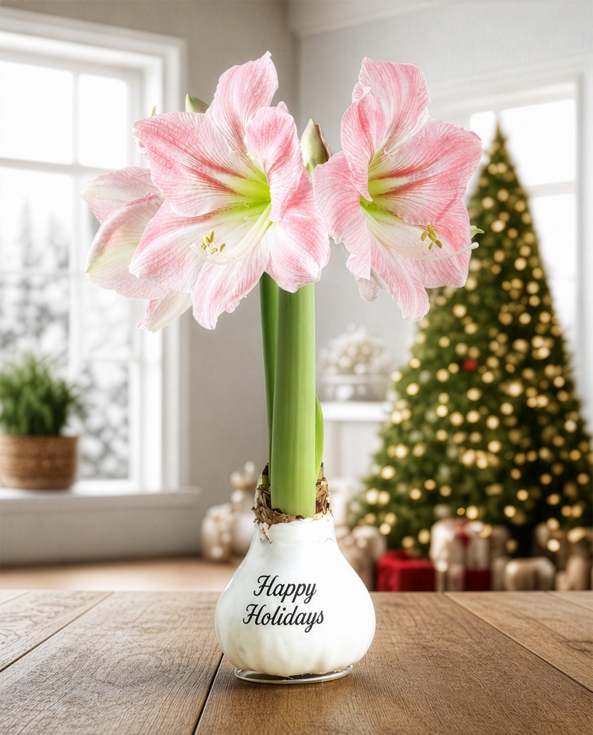"Happy Holidays" White Waxed Amaryllis with Pink Flower
