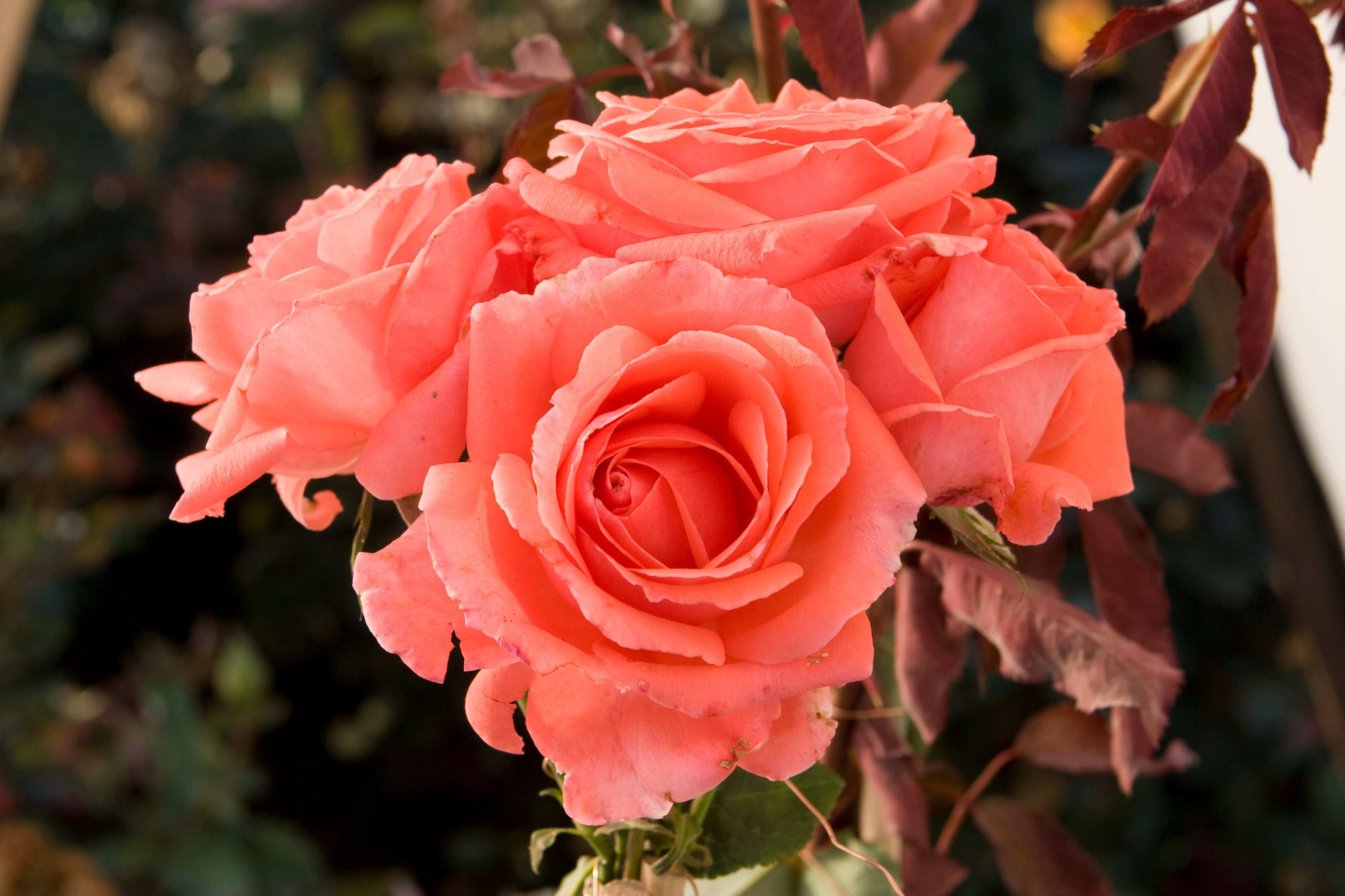 America Climbing Rose 1.5 gallon Pot