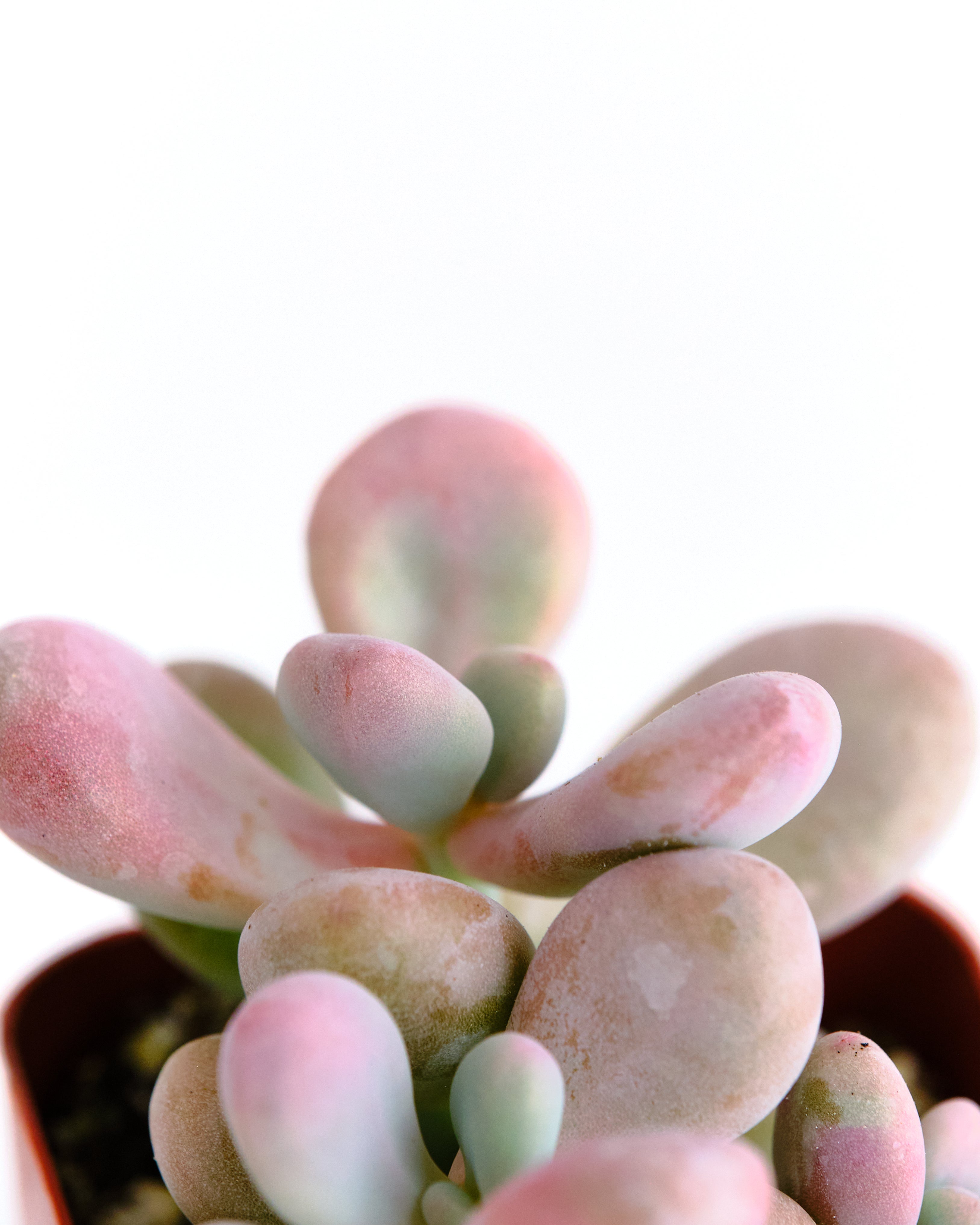 Graptopetalum Amethystinum