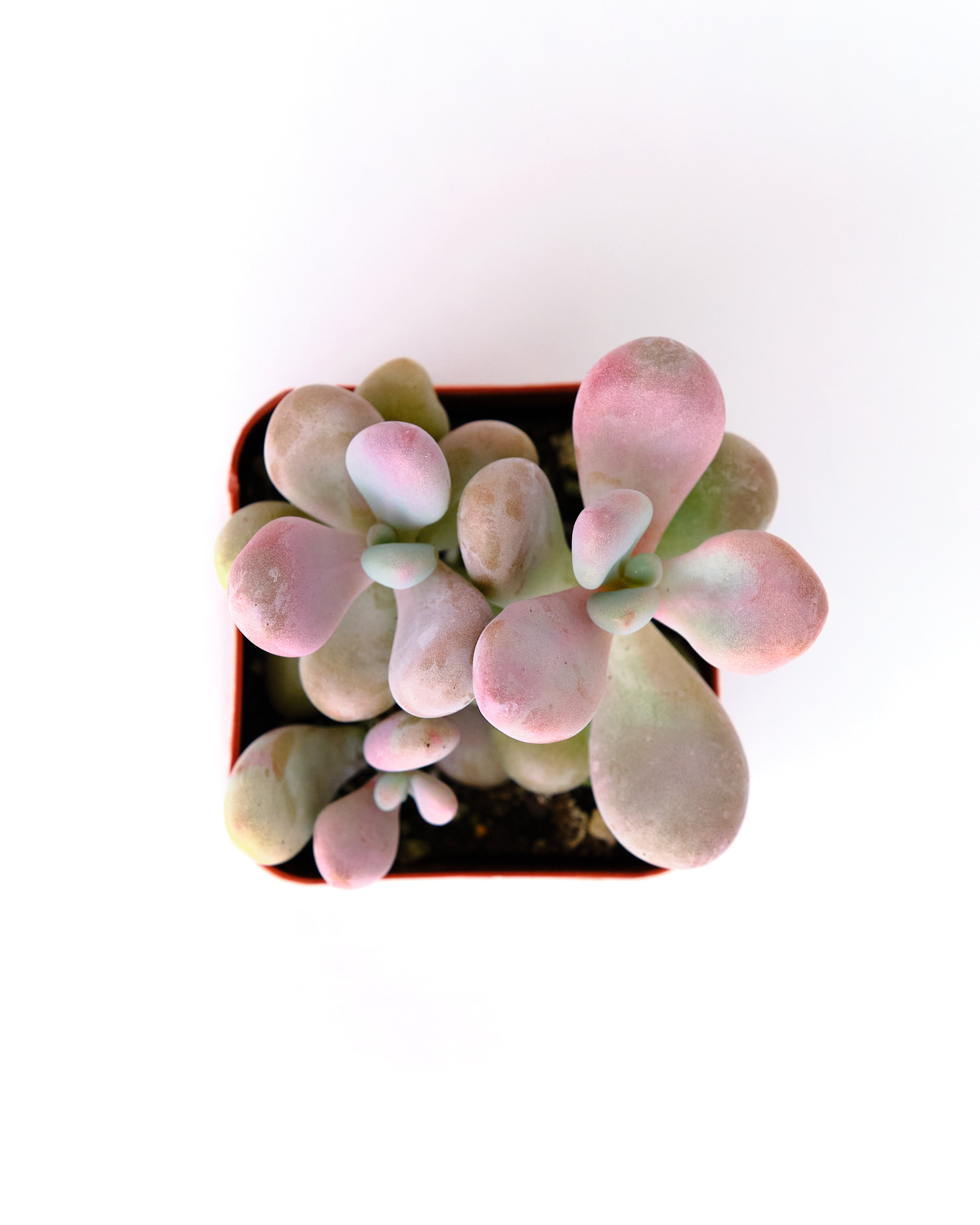 Graptopetalum Amethystinum