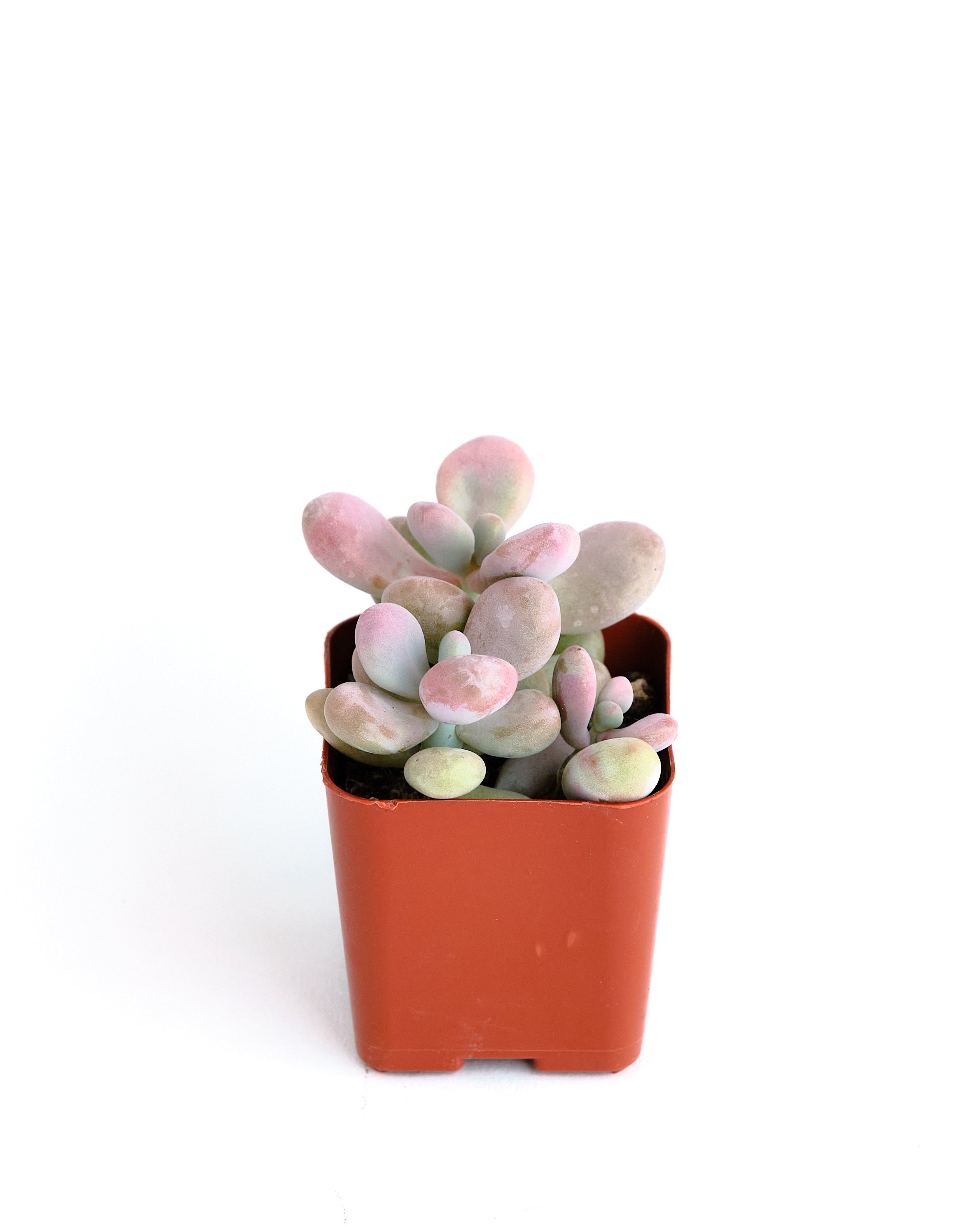 Graptopetalum Amethystinum