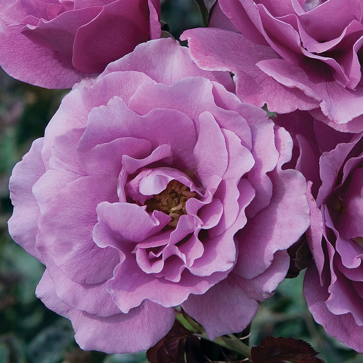 Angel Face Rose 1.5 Gallon Pot