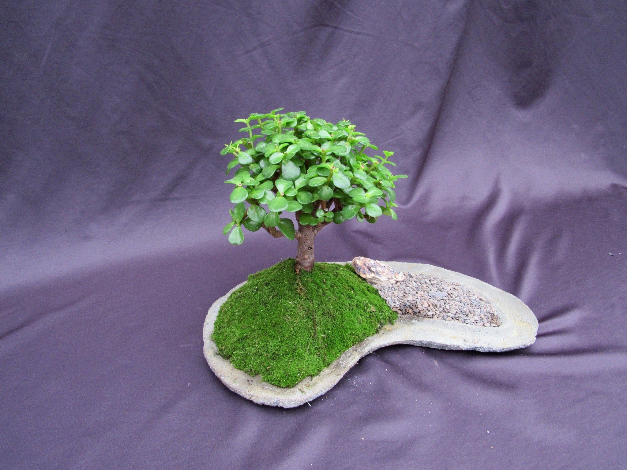 Baby Jade Bonsai Tree Planted On A Rock Slab