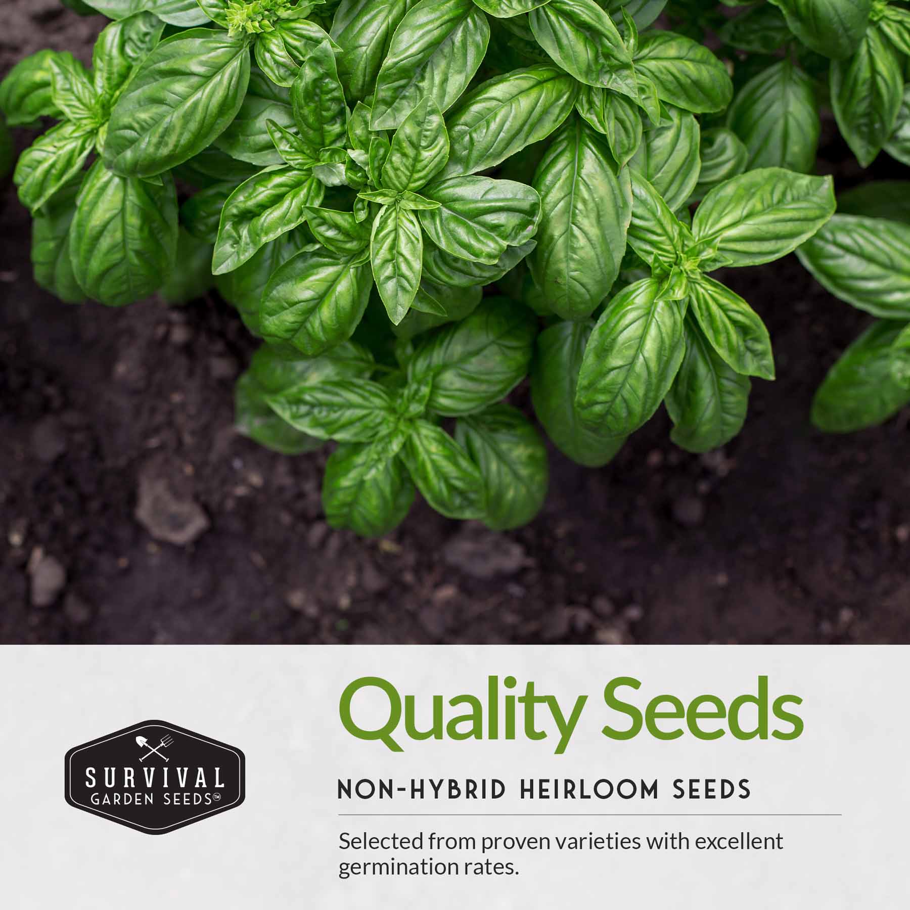 5 Basil Seed Collection – Genovese, Holy (Tulsi), Large Leaf, Opal & Thai Basil Seeds for Culinary and Herbal Gardens