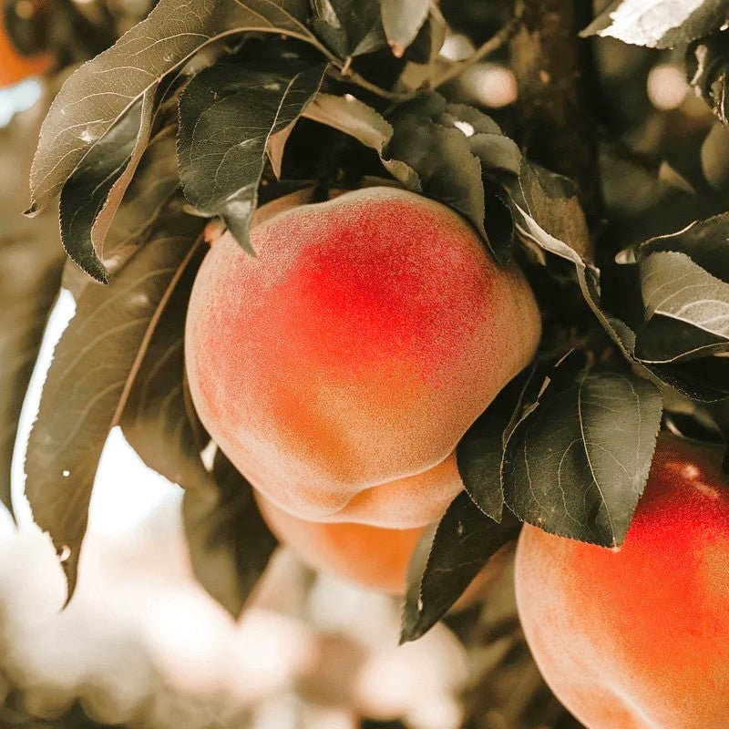 Belle of Georgia Peach Tree
