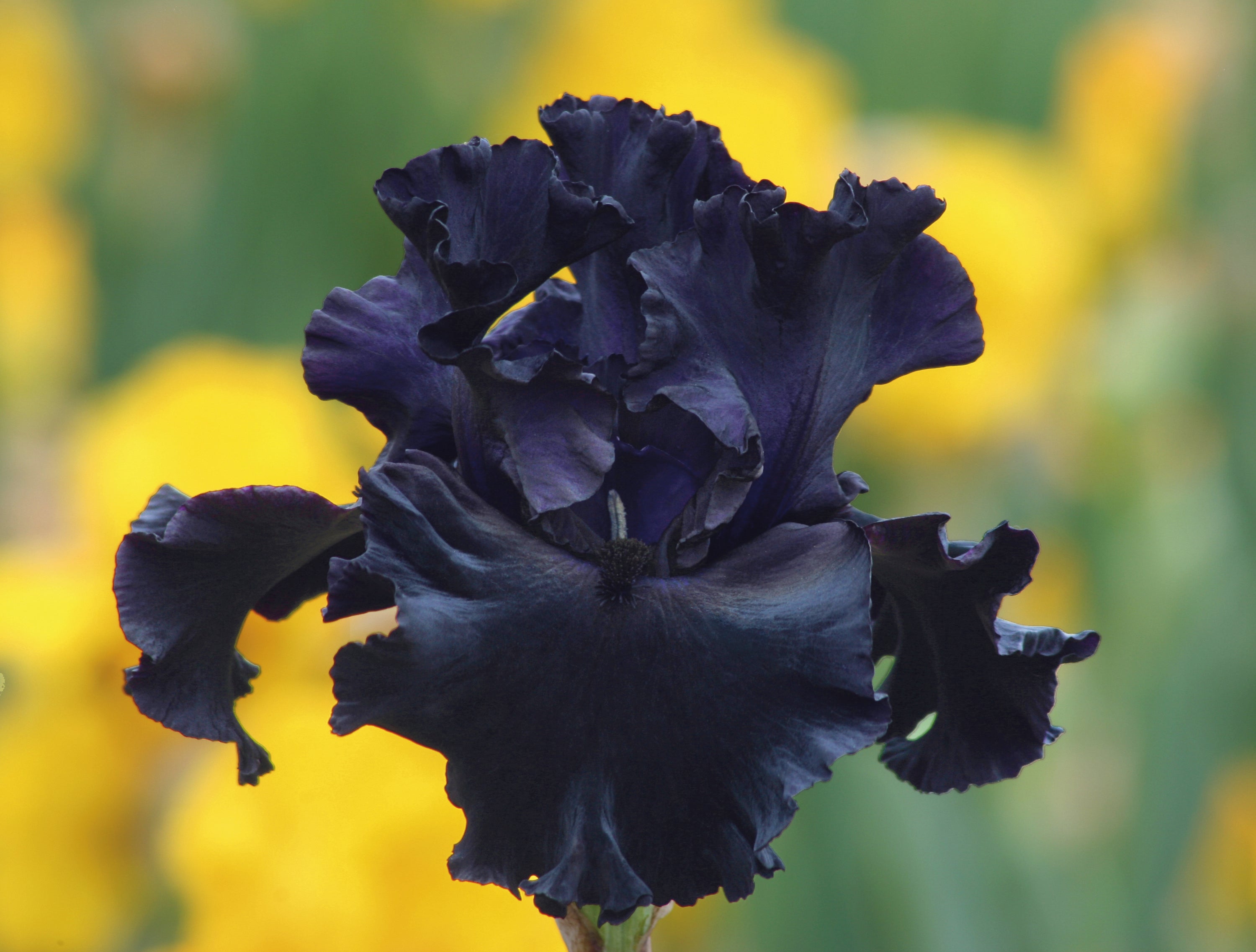 Before The Storm Bearded Iris Potted Quart Pot